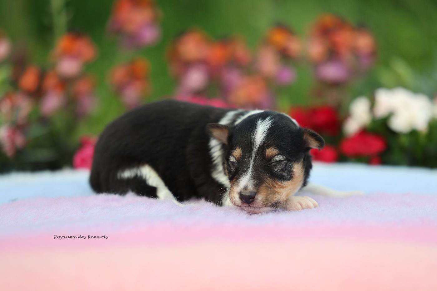 Du Royaume Des Renards - Chiots disponibles - Shetland Sheepdog