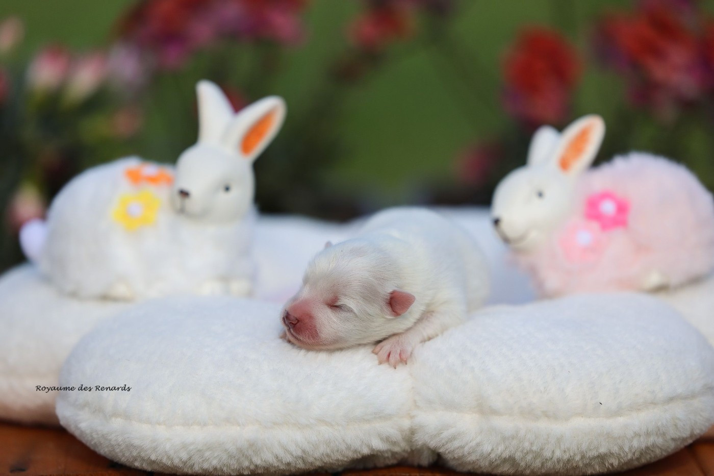 Du Royaume Des Renards - Chiots disponibles - Spitz japonais