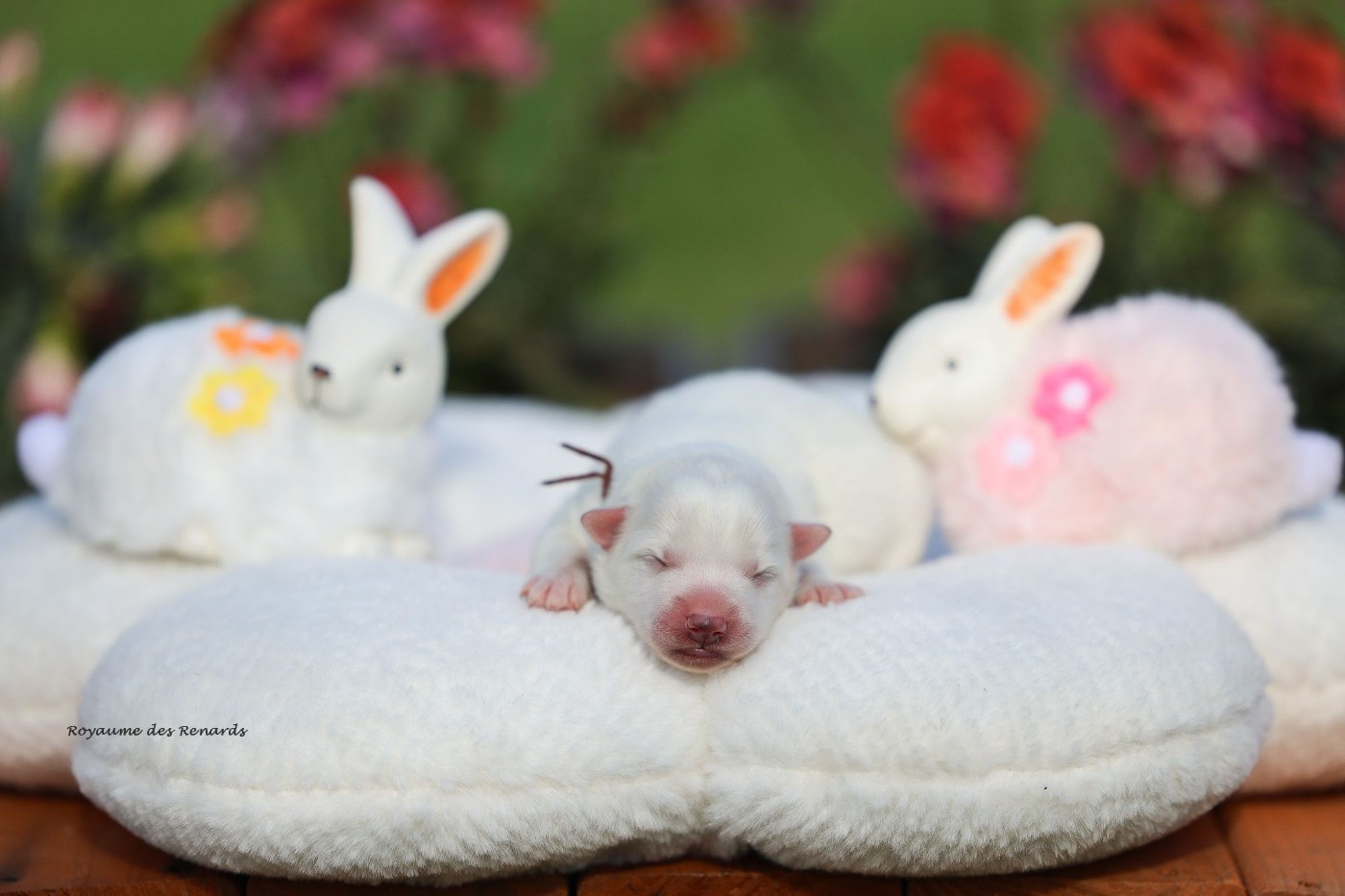 Du Royaume Des Renards - Chiots disponibles - Spitz japonais