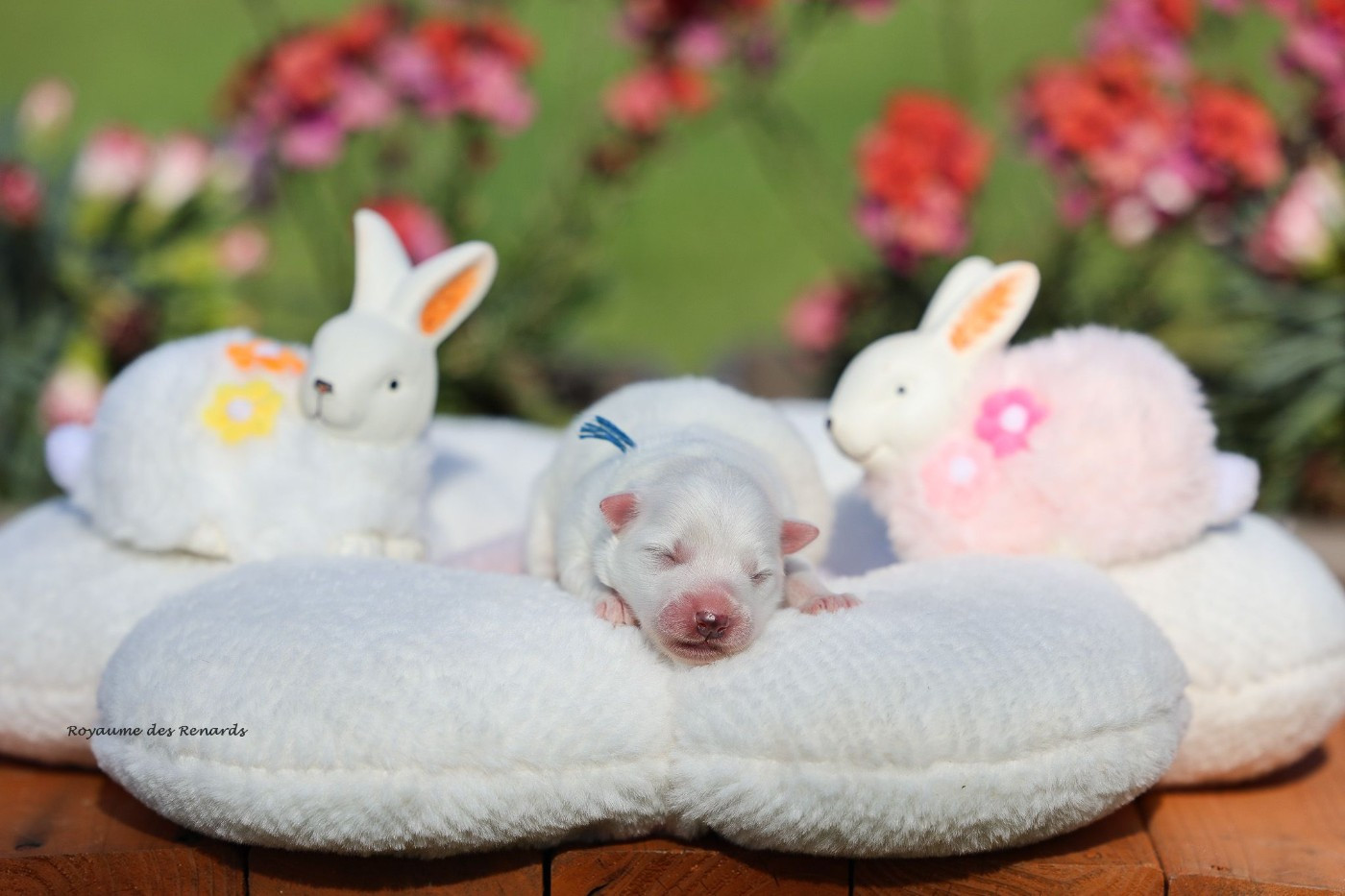 Du Royaume Des Renards - Chiots disponibles - Spitz japonais