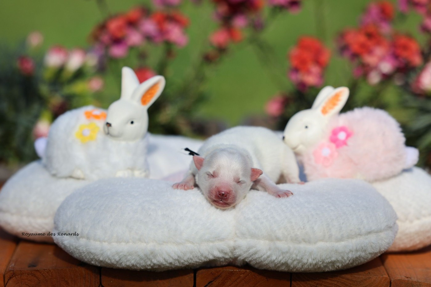 Du Royaume Des Renards - Chiots disponibles - Spitz japonais