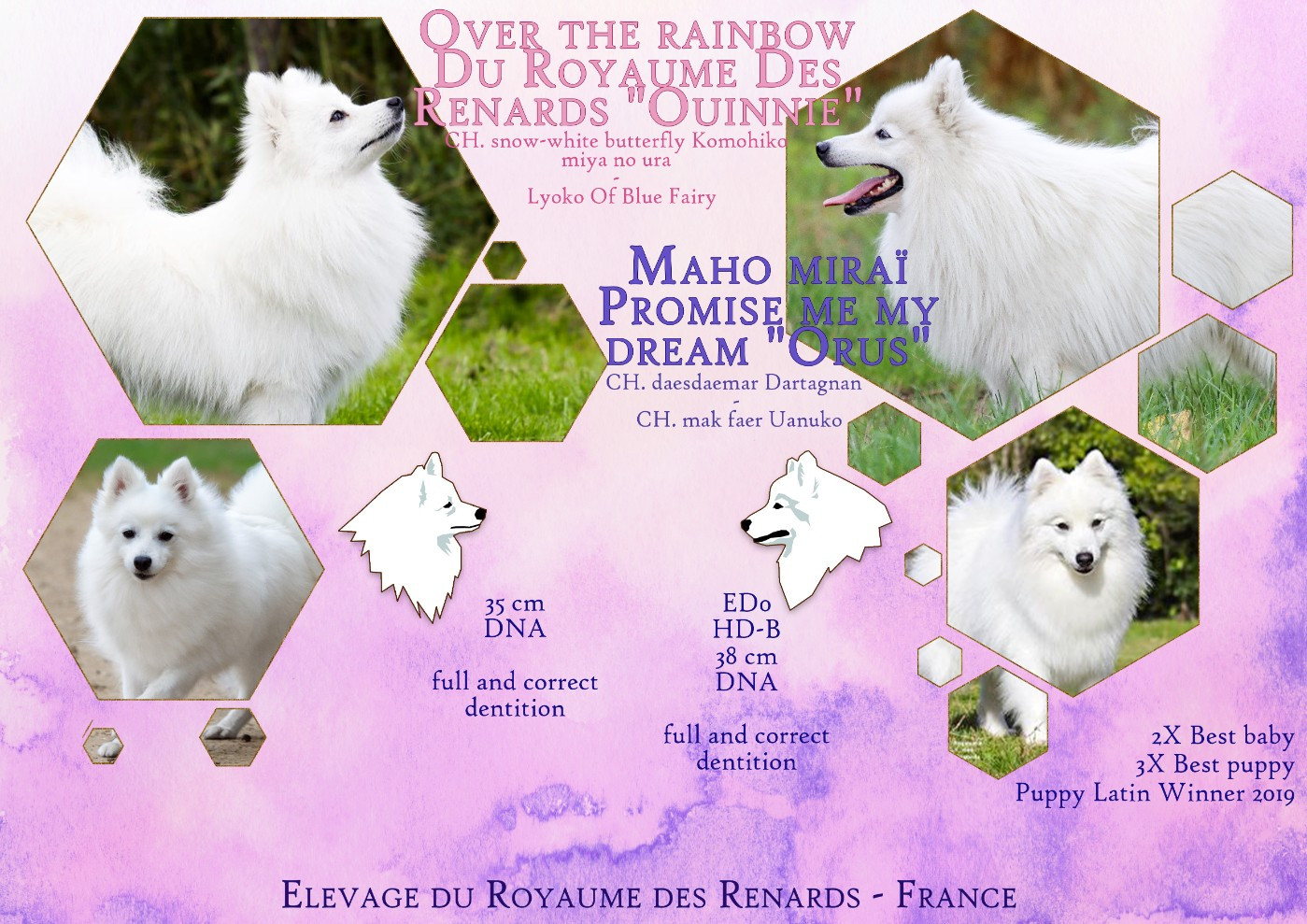 Chiot Spitz japonais Du Royaume Des Renards