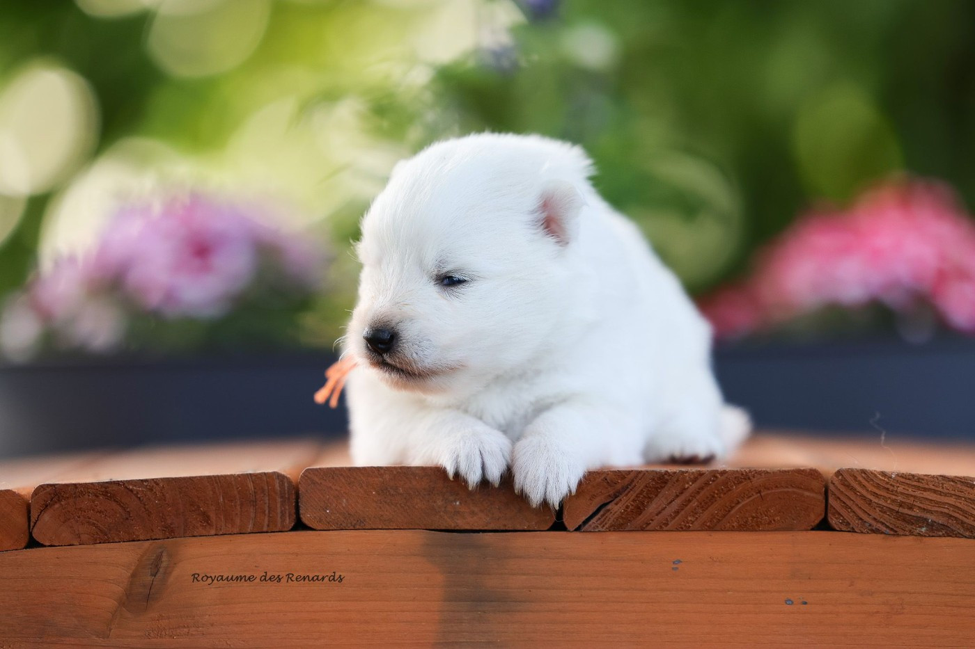 Du Royaume Des Renards - Chiots disponibles - Spitz japonais