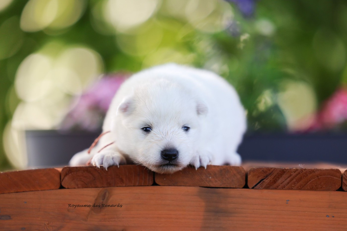 Du Royaume Des Renards - Chiots disponibles - Spitz japonais