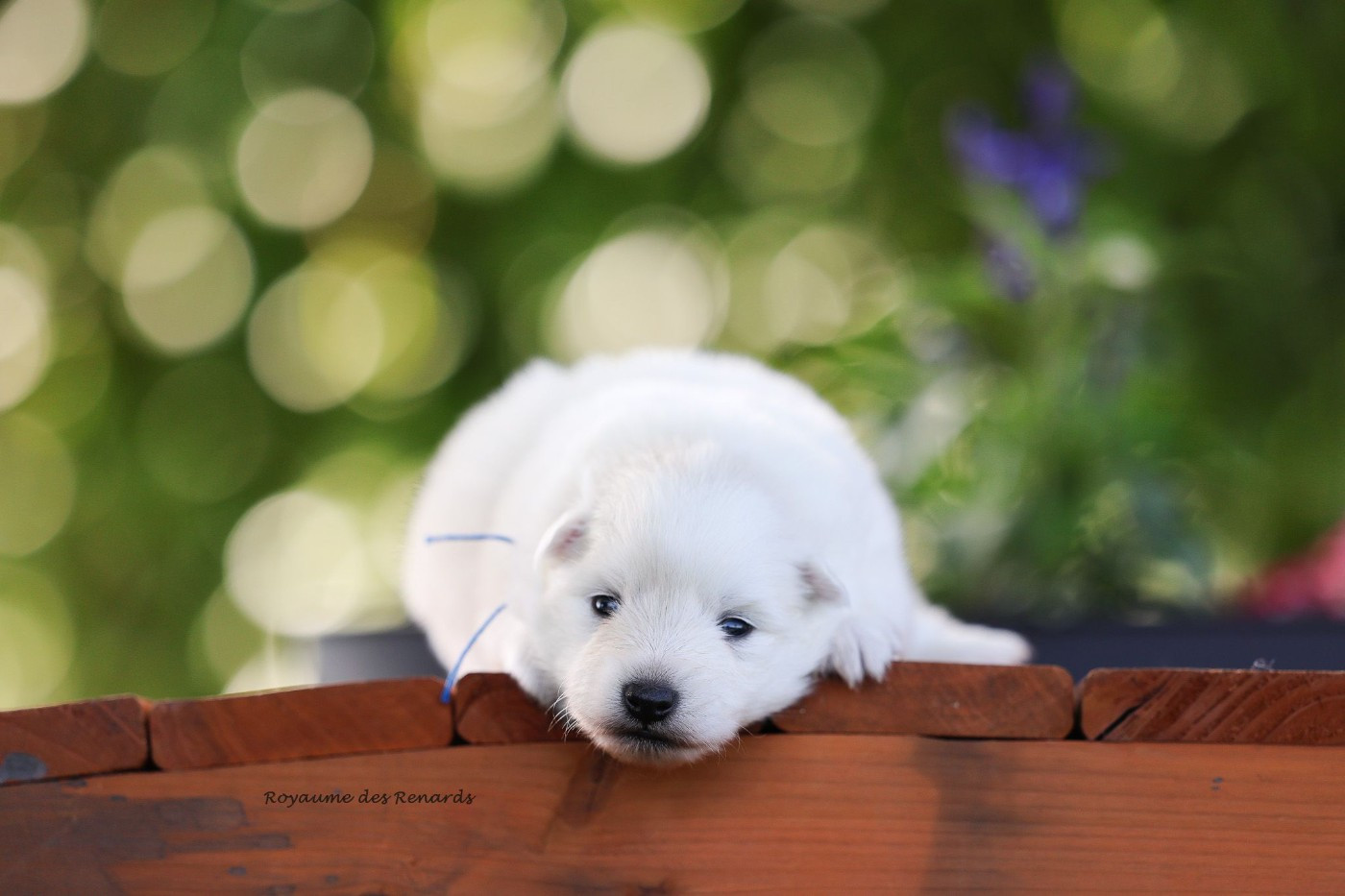 Du Royaume Des Renards - Chiots disponibles - Spitz japonais