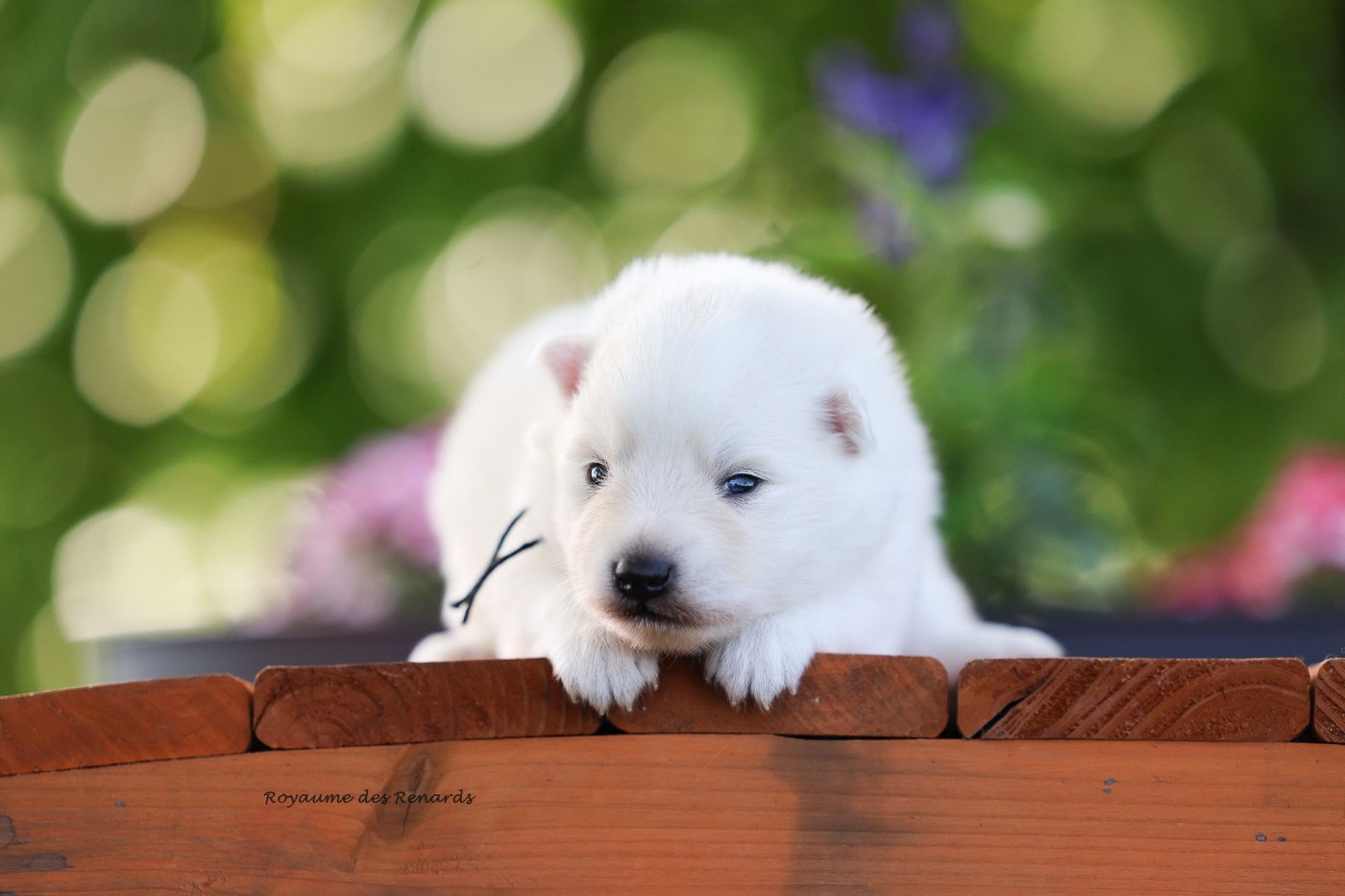 Du Royaume Des Renards - Chiots disponibles - Spitz japonais