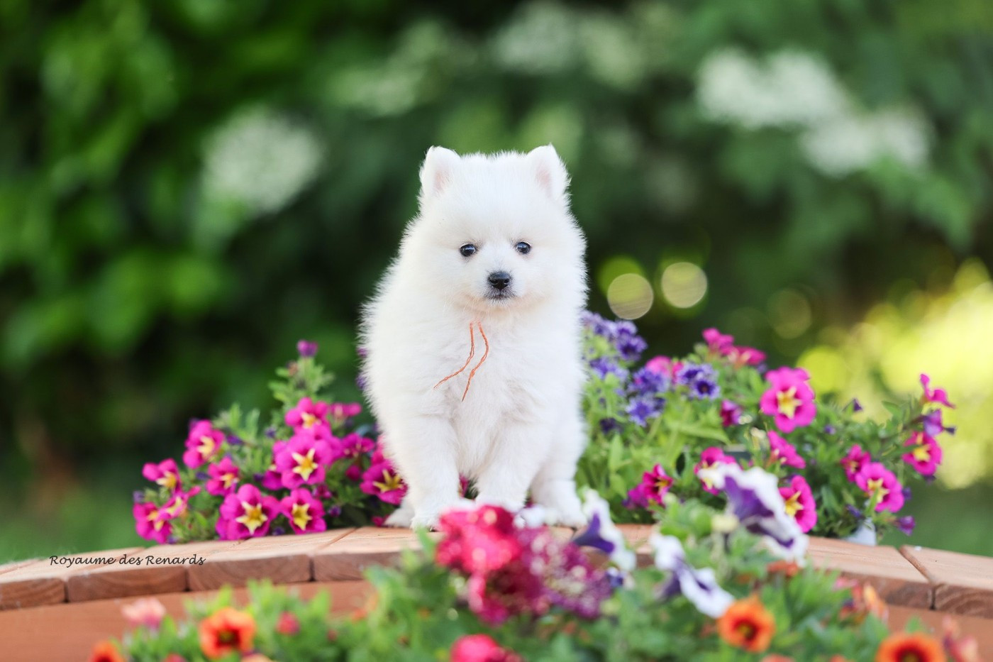 Du Royaume Des Renards - Chiots disponibles - Spitz japonais