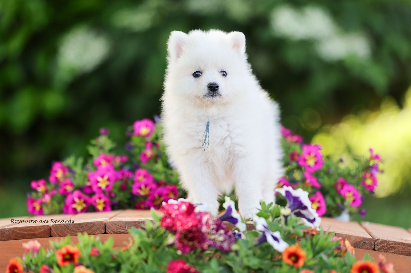 Du Royaume Des Renards - Chiots disponibles - Spitz japonais