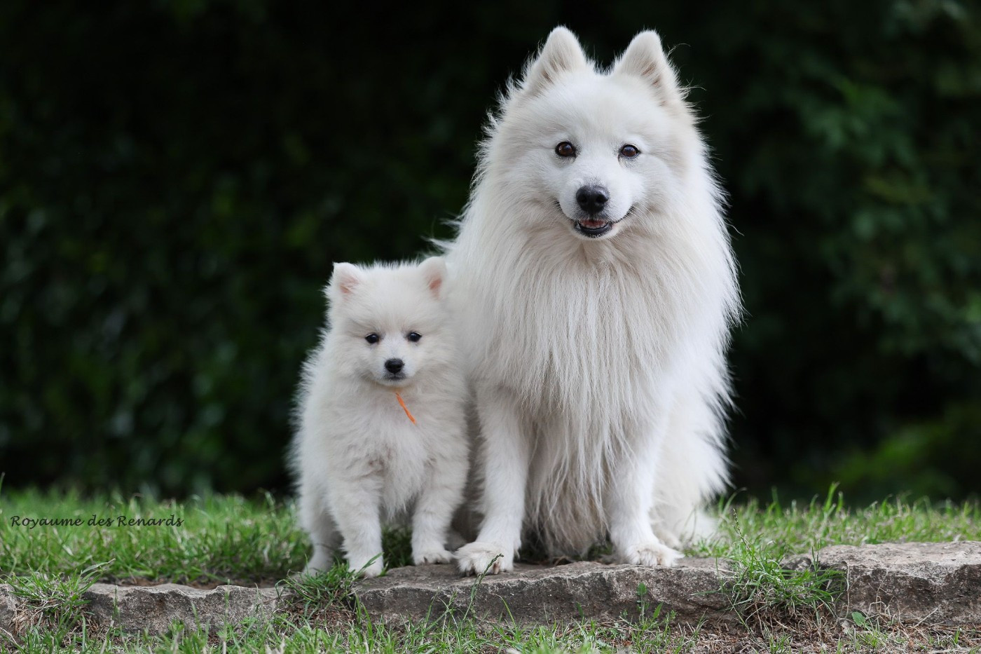 Du Royaume Des Renards - Chiots disponibles - Spitz japonais