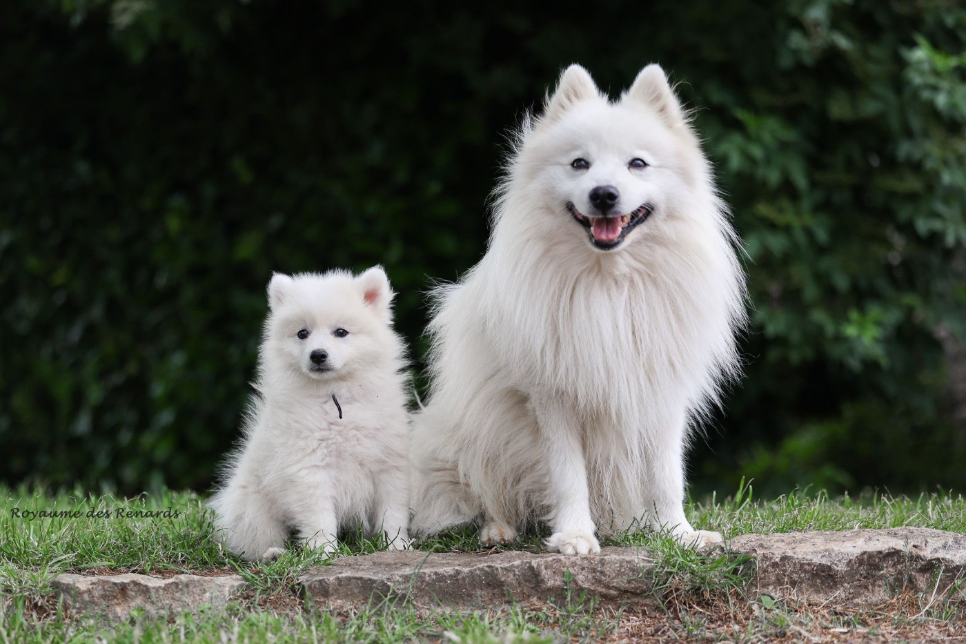 Du Royaume Des Renards - Chiots disponibles - Spitz japonais