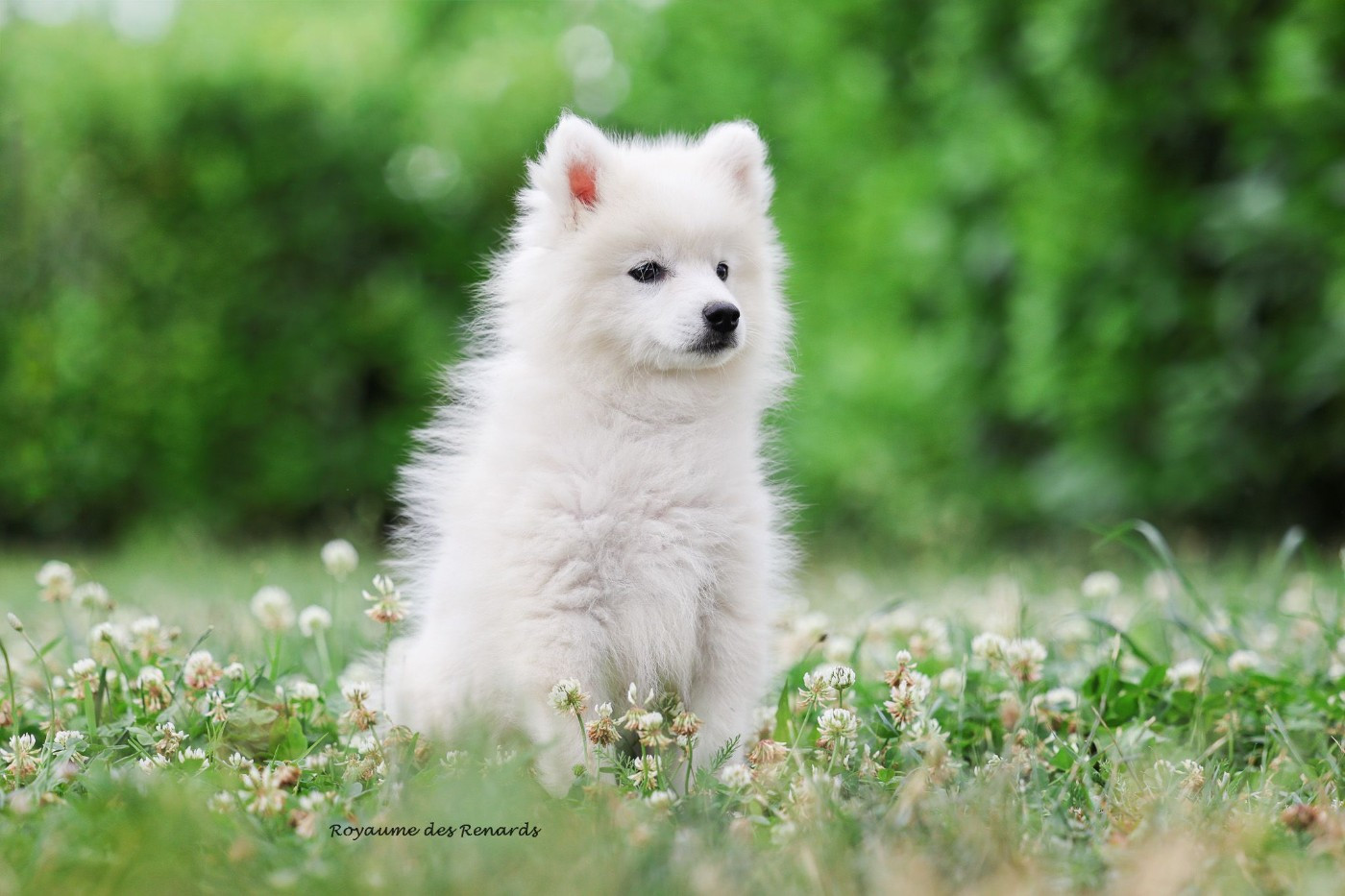Du Royaume Des Renards - Chiots disponibles - Spitz japonais