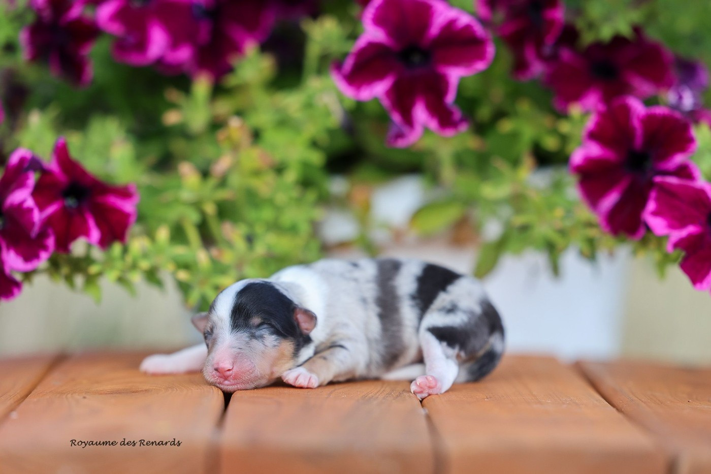 Du Royaume Des Renards - Chiots disponibles - Shetland Sheepdog