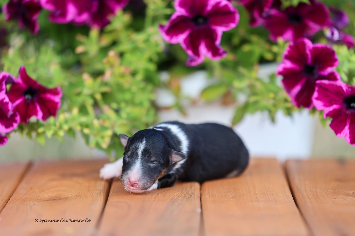 Du Royaume Des Renards - Chiots disponibles - Shetland Sheepdog