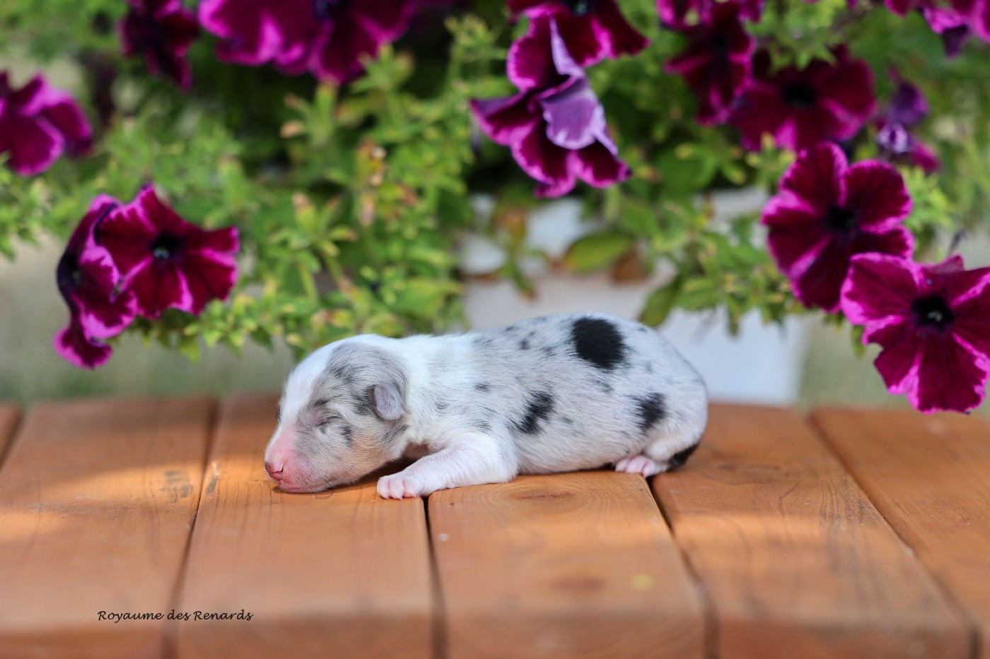 Du Royaume Des Renards - Chiots disponibles - Shetland Sheepdog
