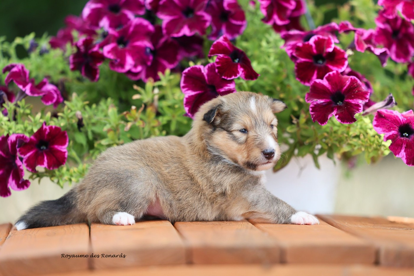 Du Royaume Des Renards - Chiots disponibles - Shetland Sheepdog