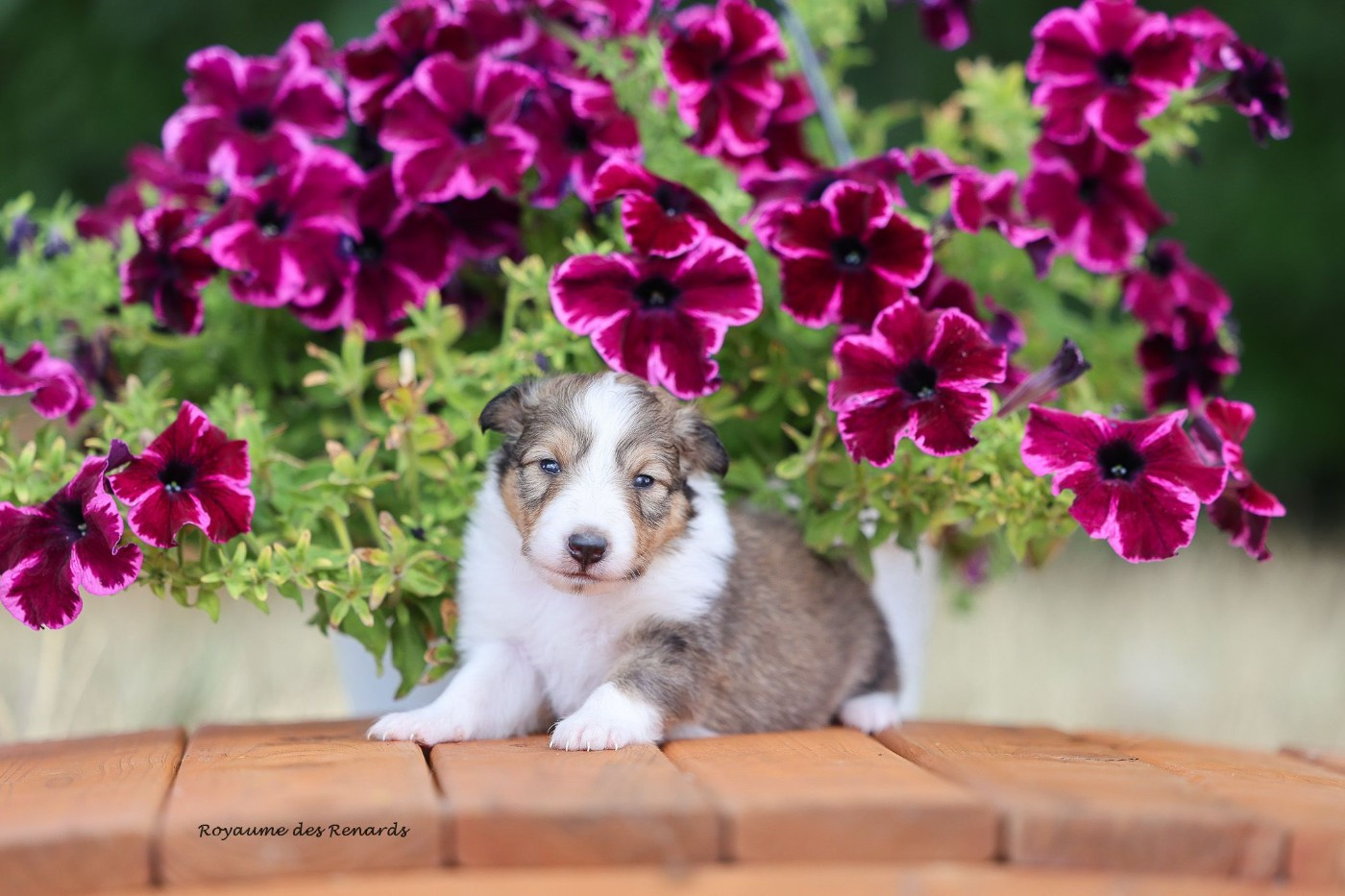 Du Royaume Des Renards - Chiots disponibles - Shetland Sheepdog
