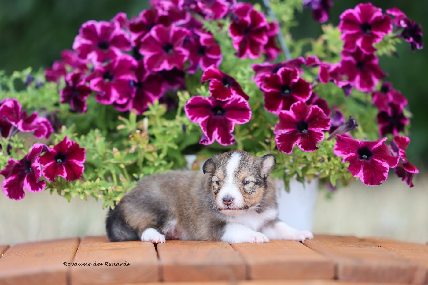 Du Royaume Des Renards - Chiots disponibles - Shetland Sheepdog