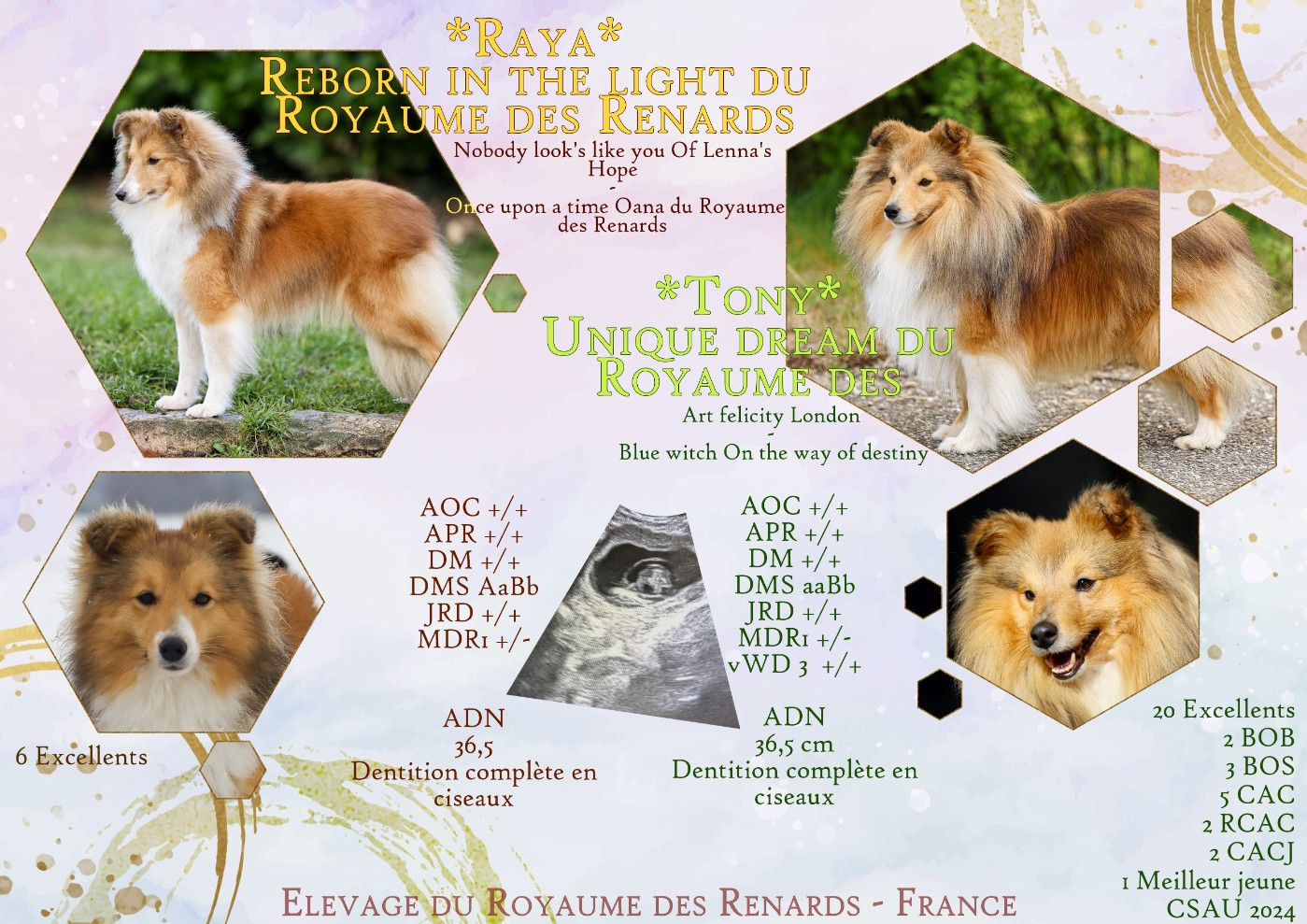 Du Royaume Des Renards - Shetland Sheepdog - Portée née le 09/07/2026