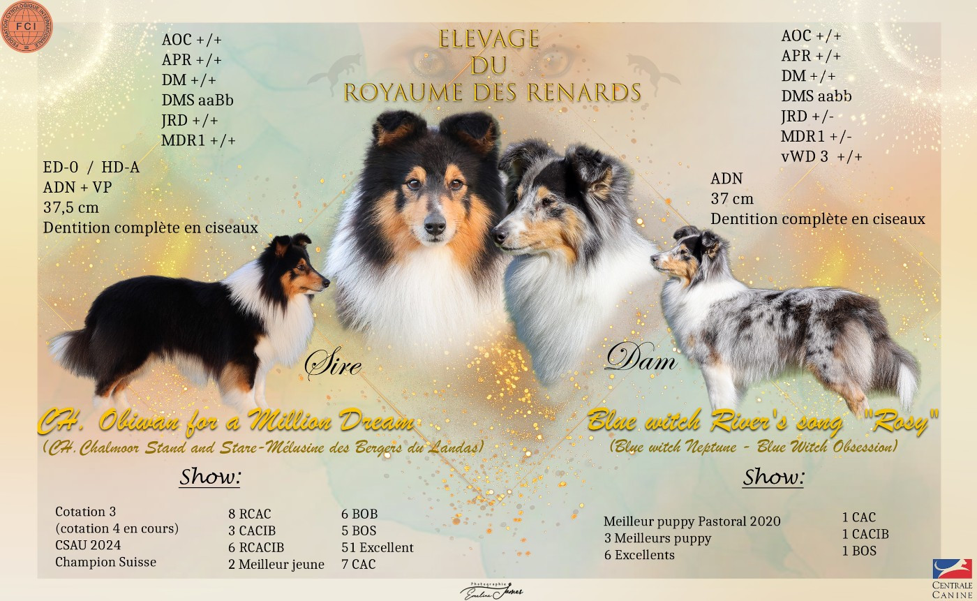 Du Royaume Des Renards - Shetland Sheepdog - Portée née le 25/07/2026
