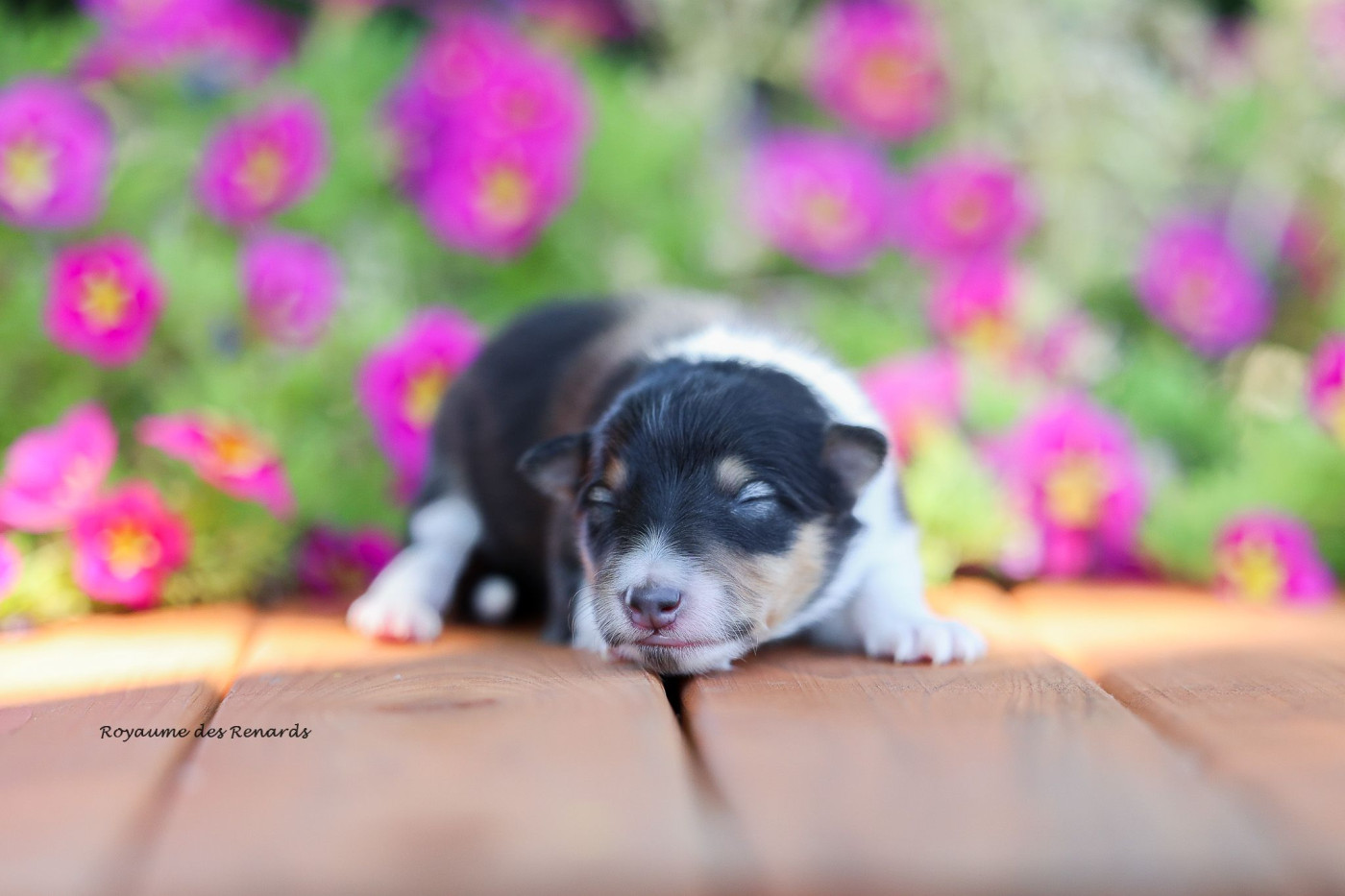 Du Royaume Des Renards - Chiots disponibles - Shetland Sheepdog