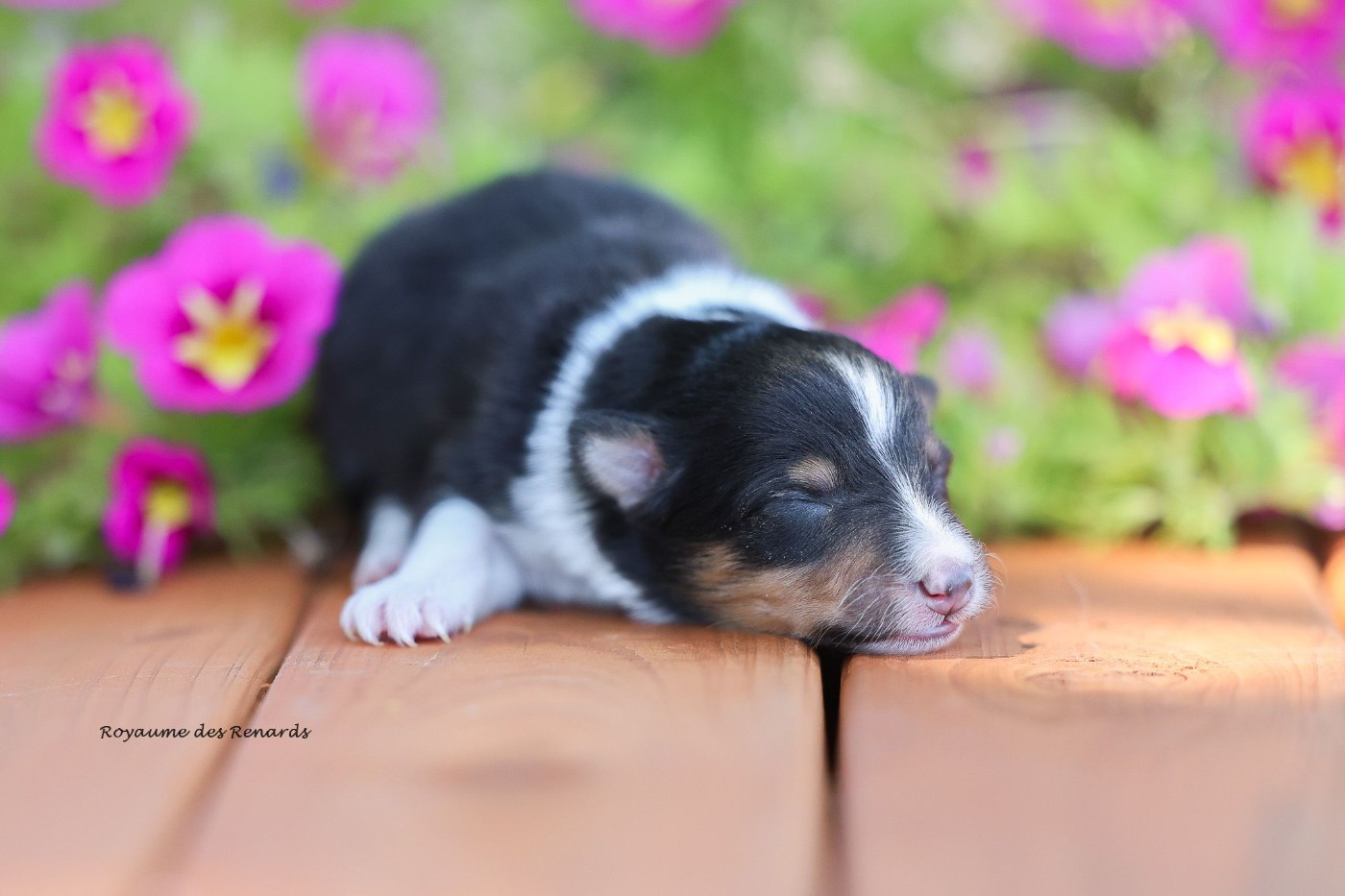 Du Royaume Des Renards - Chiots disponibles - Shetland Sheepdog