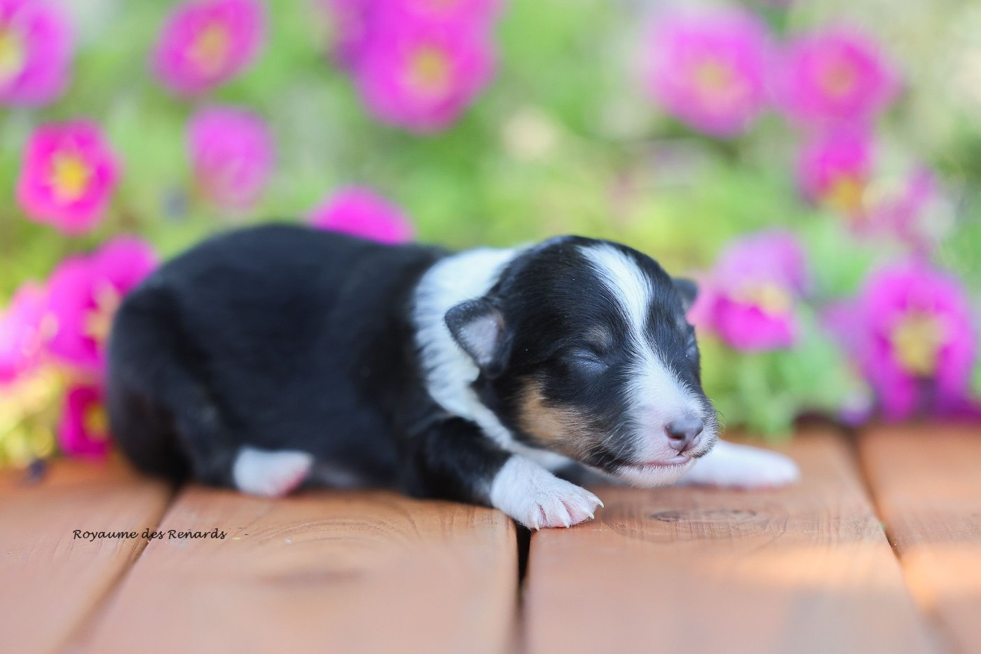 Du Royaume Des Renards - Chiots disponibles - Shetland Sheepdog