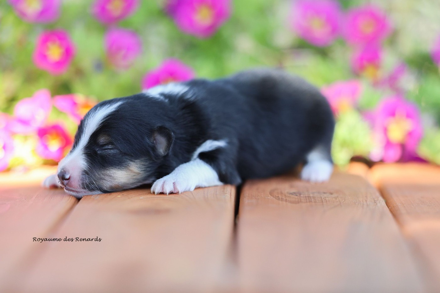 Du Royaume Des Renards - Chiots disponibles - Shetland Sheepdog