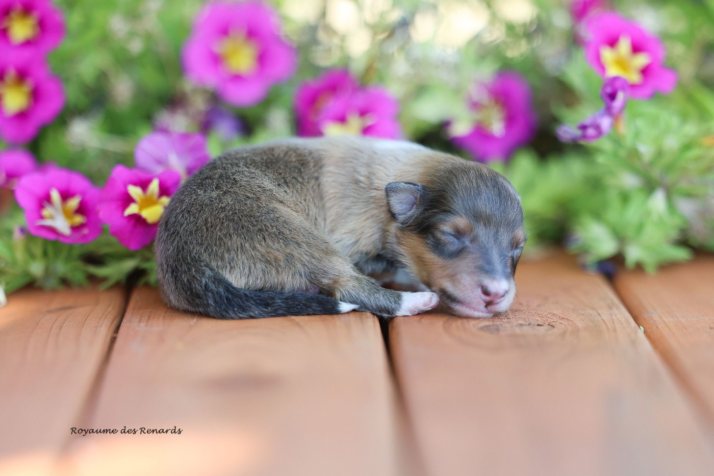 Du Royaume Des Renards - Chiots disponibles - Shetland Sheepdog