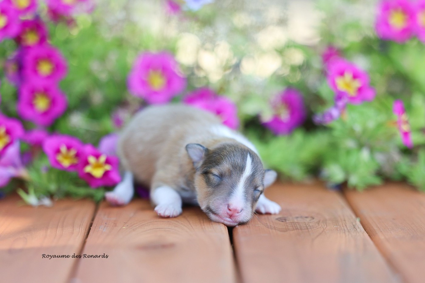 Du Royaume Des Renards - Chiots disponibles - Shetland Sheepdog
