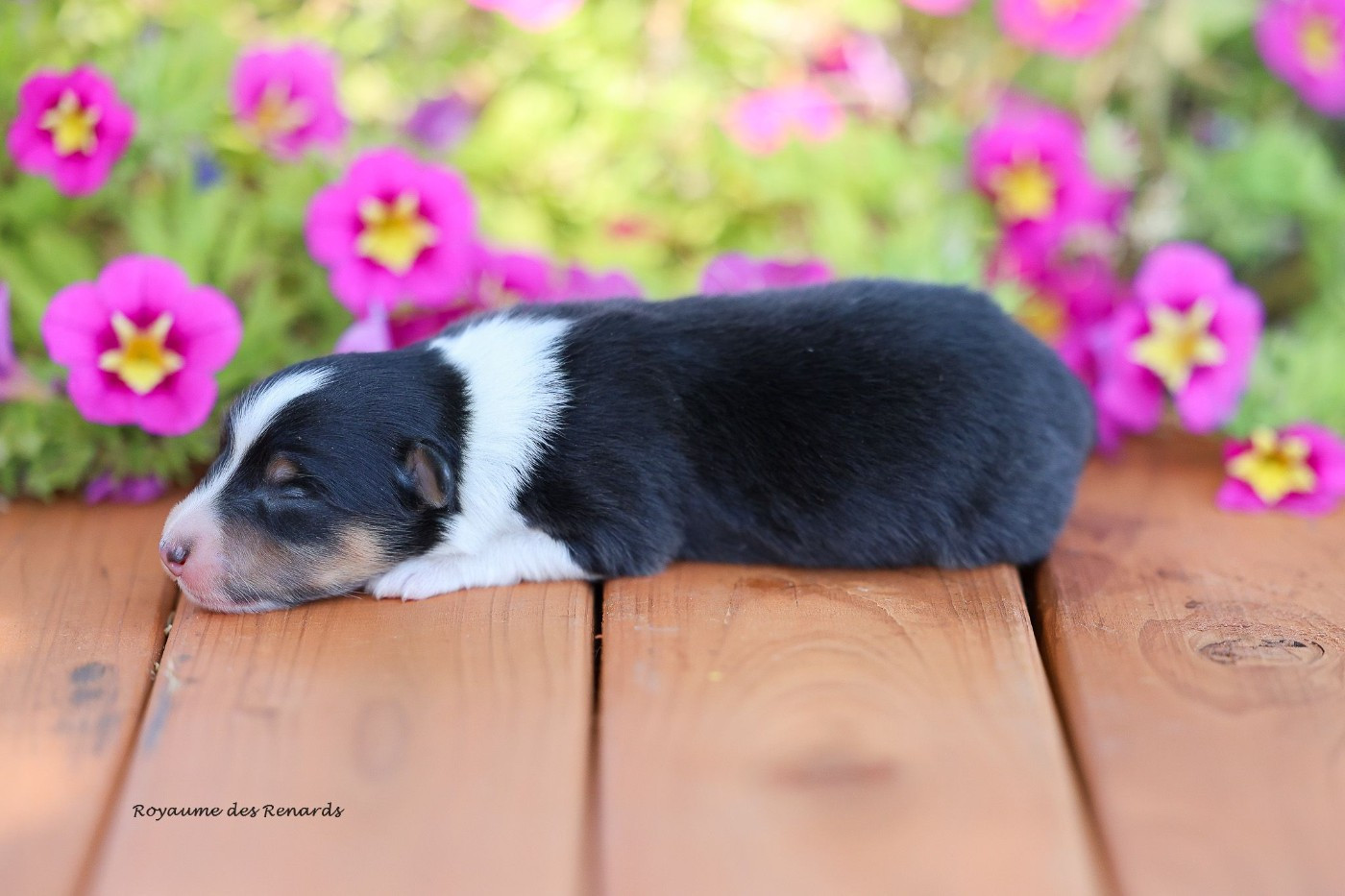 Du Royaume Des Renards - Chiots disponibles - Shetland Sheepdog