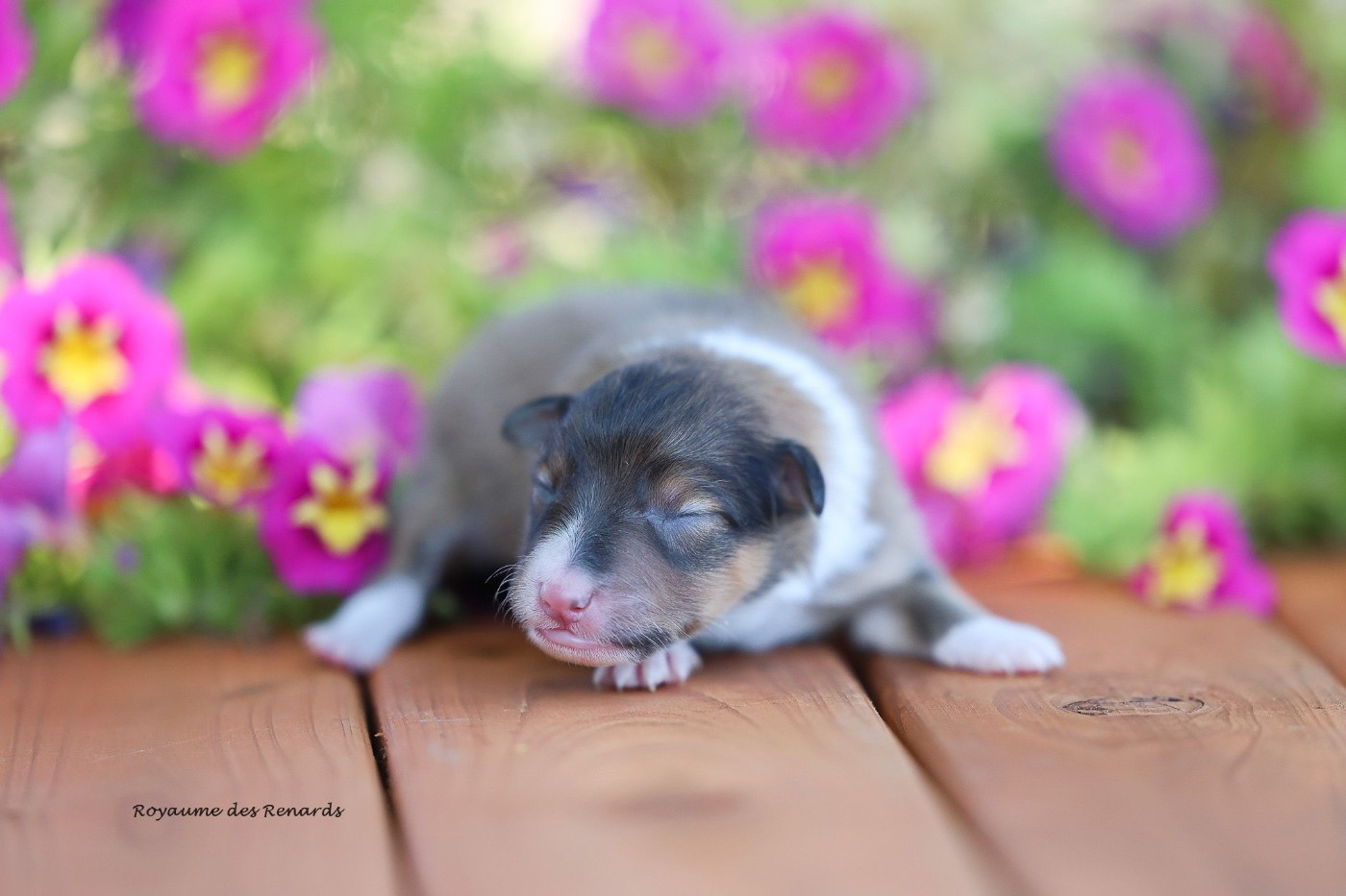 Du Royaume Des Renards - Chiots disponibles - Shetland Sheepdog