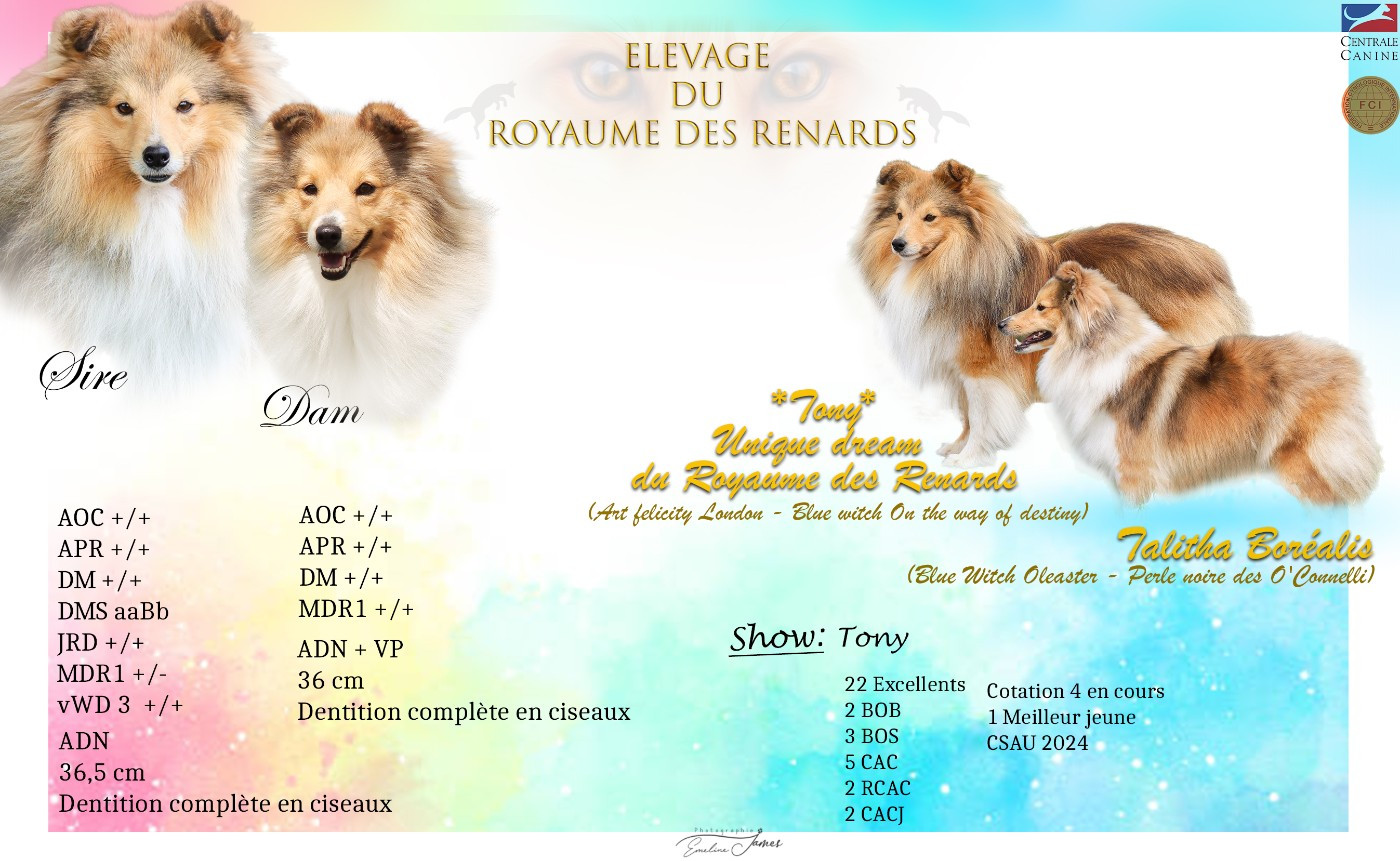 Du Royaume Des Renards - Shetland Sheepdog - Portée née le 03/08/2026