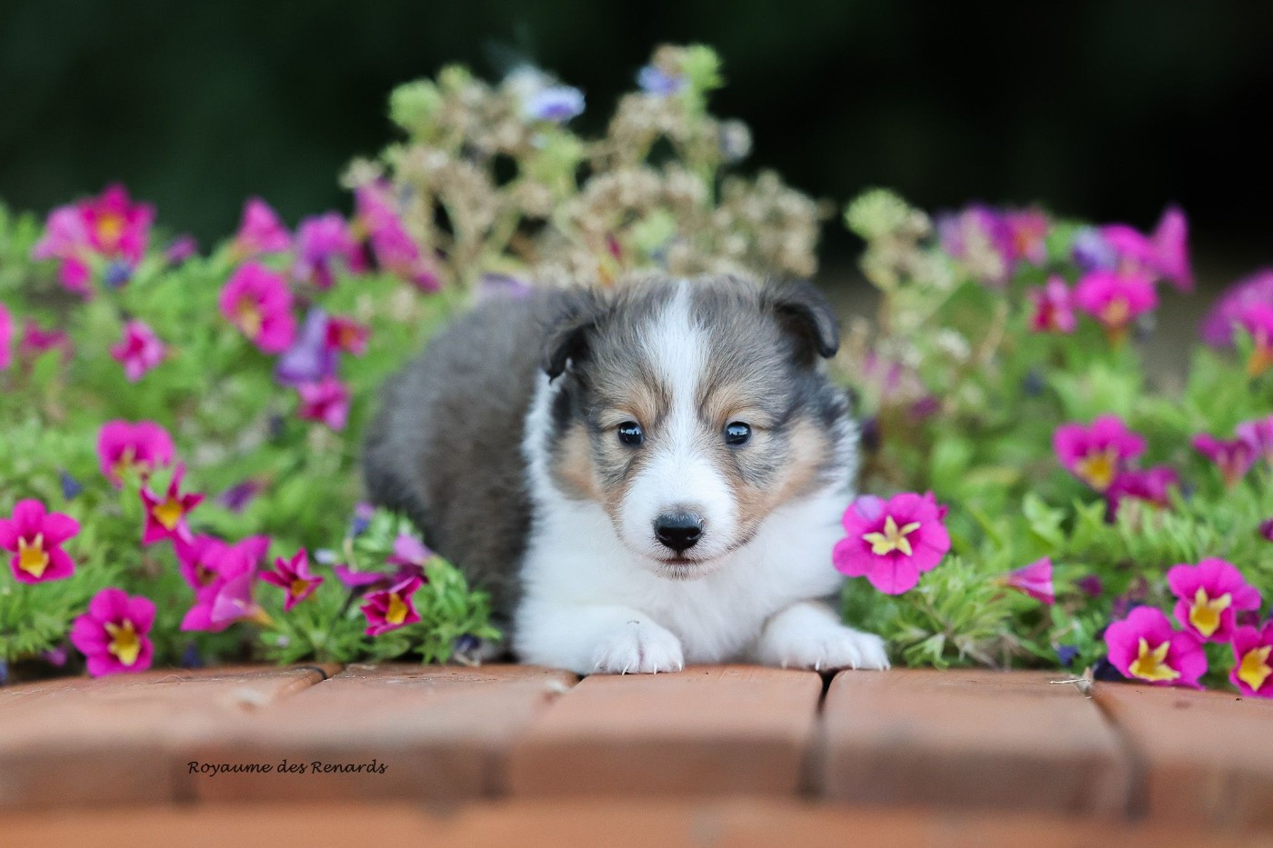 Du Royaume Des Renards - Chiots disponibles - Shetland Sheepdog