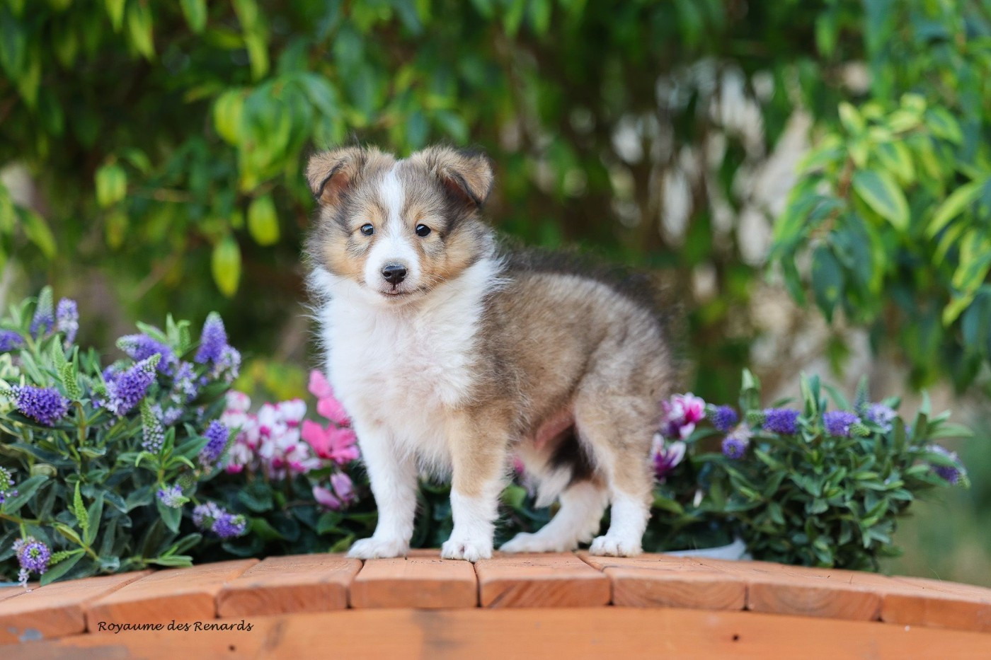 Du Royaume Des Renards - Chiots disponibles - Shetland Sheepdog