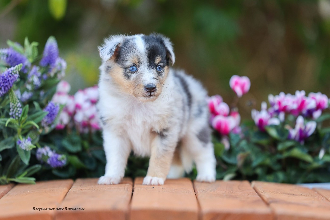 Du Royaume Des Renards - Chiots disponibles - Shetland Sheepdog