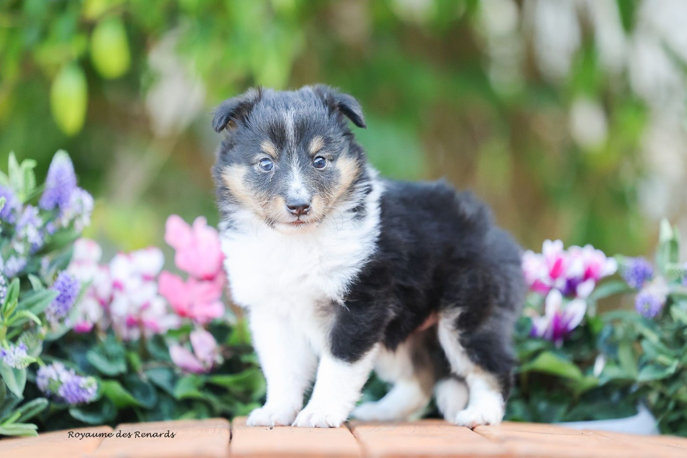 Du Royaume Des Renards - Chiots disponibles - Shetland Sheepdog