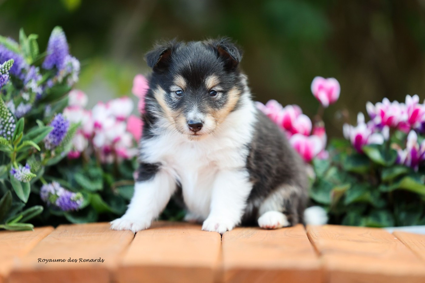 Du Royaume Des Renards - Chiots disponibles - Shetland Sheepdog