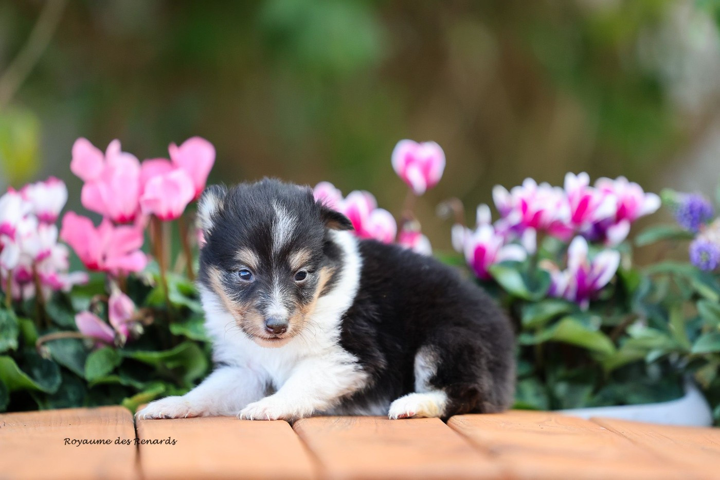 Du Royaume Des Renards - Chiots disponibles - Shetland Sheepdog