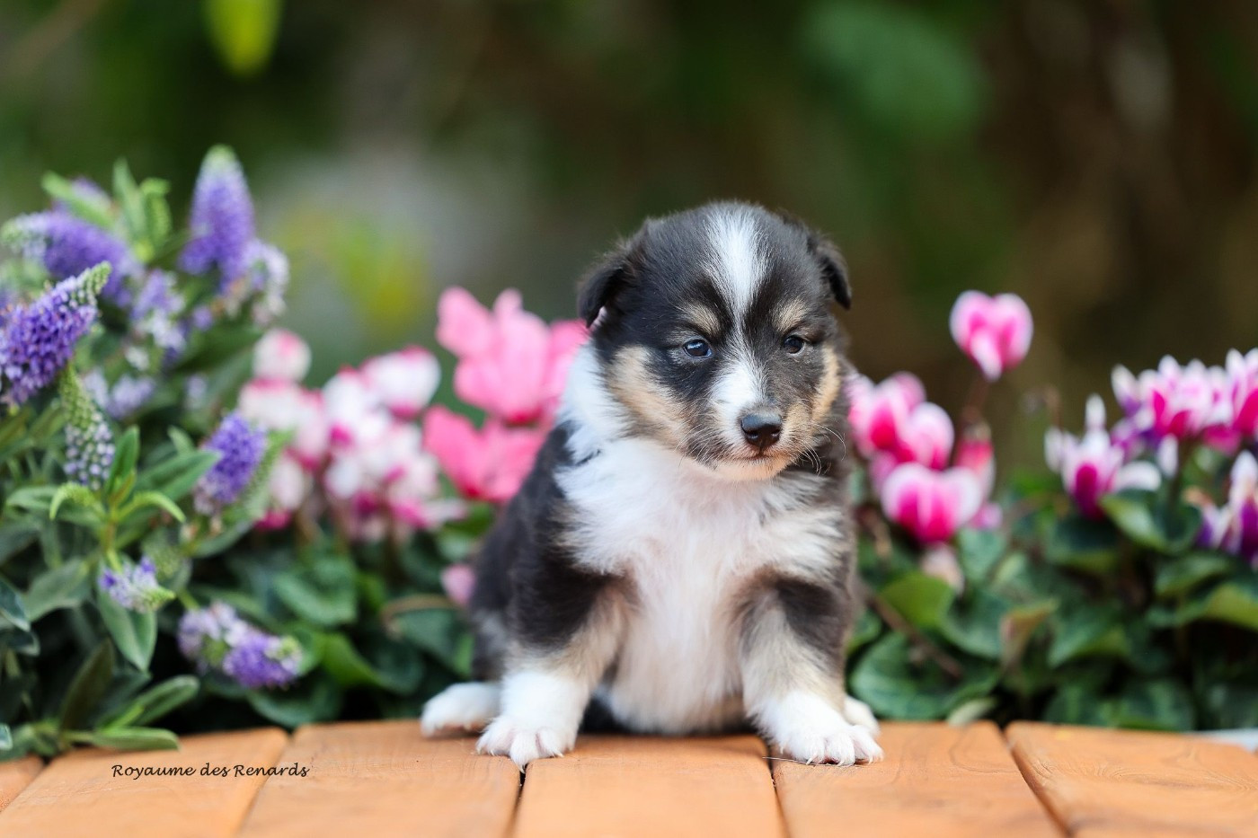 Du Royaume Des Renards - Chiots disponibles - Shetland Sheepdog