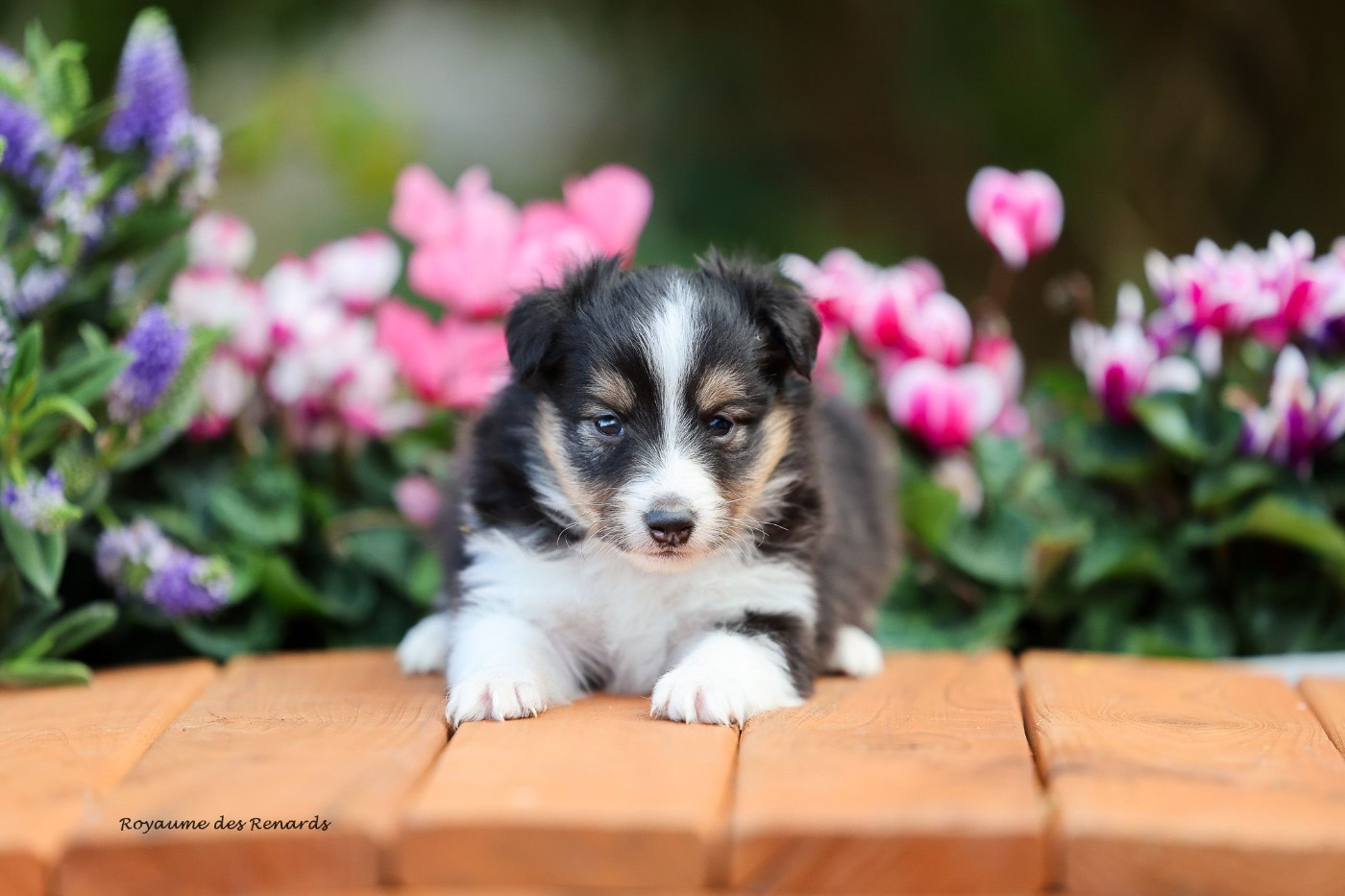 Du Royaume Des Renards - Chiots disponibles - Shetland Sheepdog