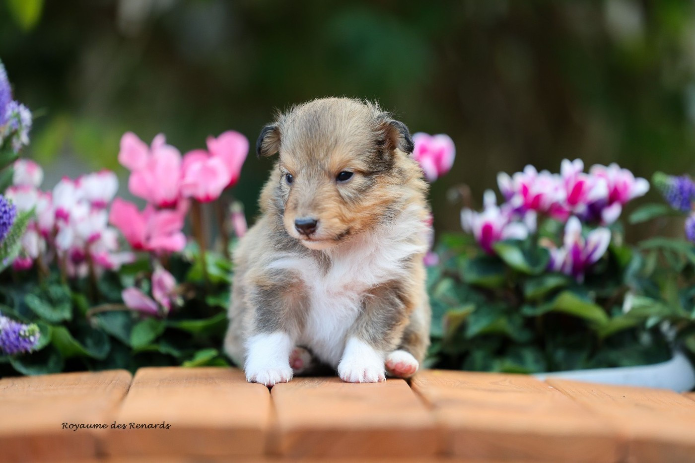 Du Royaume Des Renards - Chiots disponibles - Shetland Sheepdog