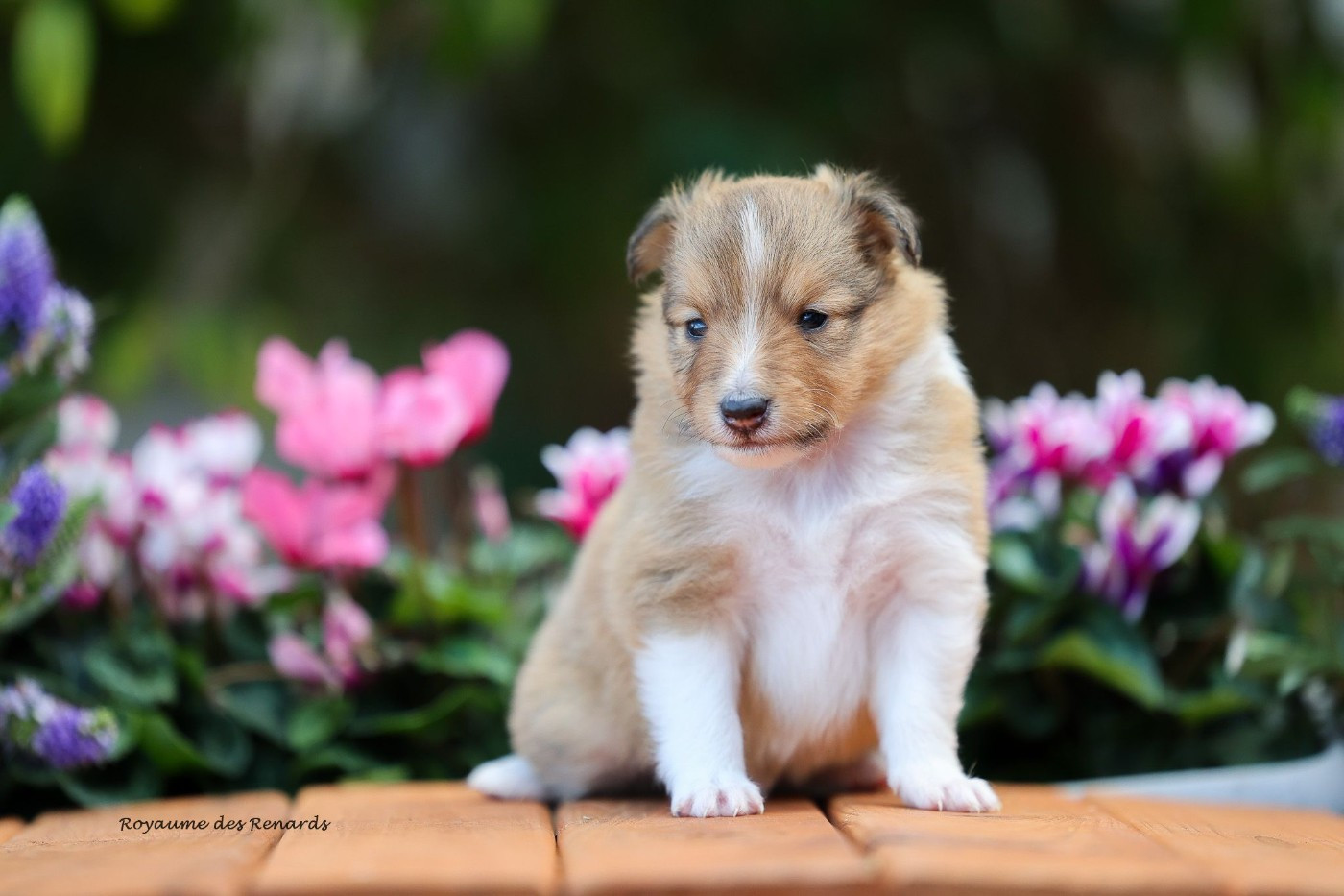 Du Royaume Des Renards - Chiots disponibles - Shetland Sheepdog