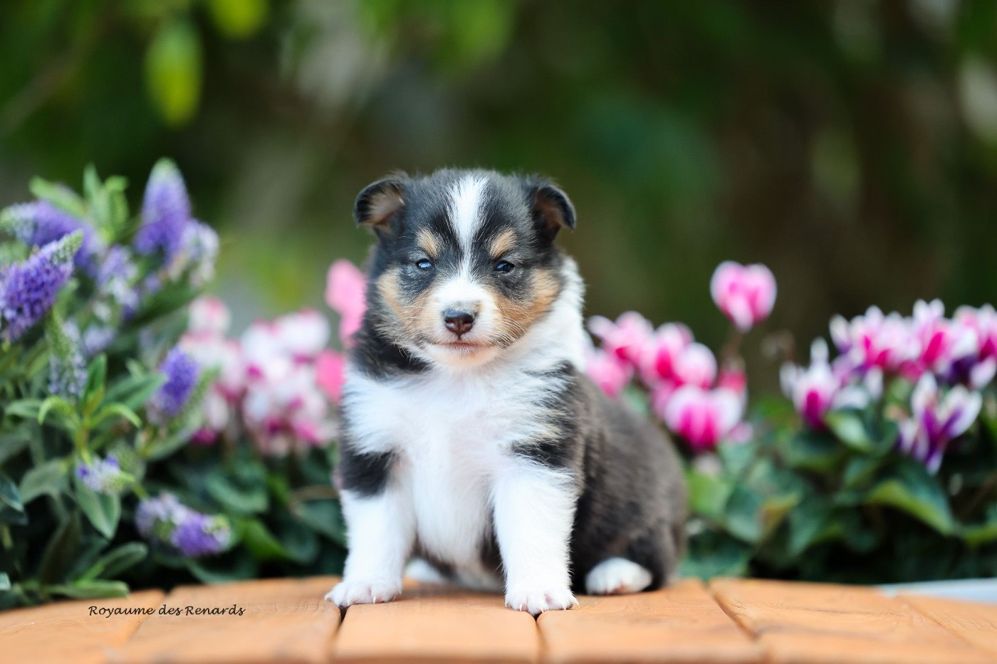 Du Royaume Des Renards - Chiots disponibles - Shetland Sheepdog