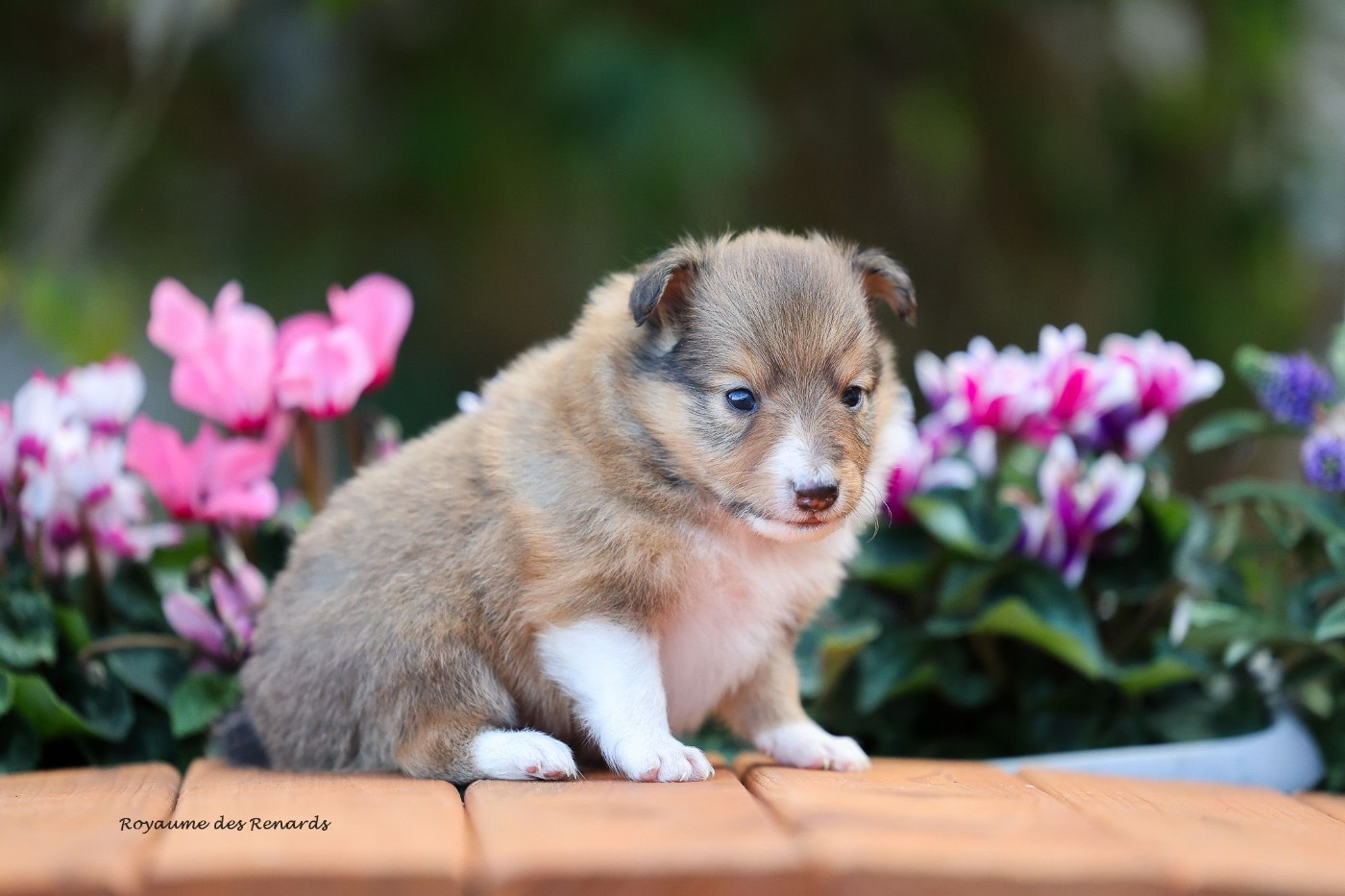 Du Royaume Des Renards - Chiots disponibles - Shetland Sheepdog