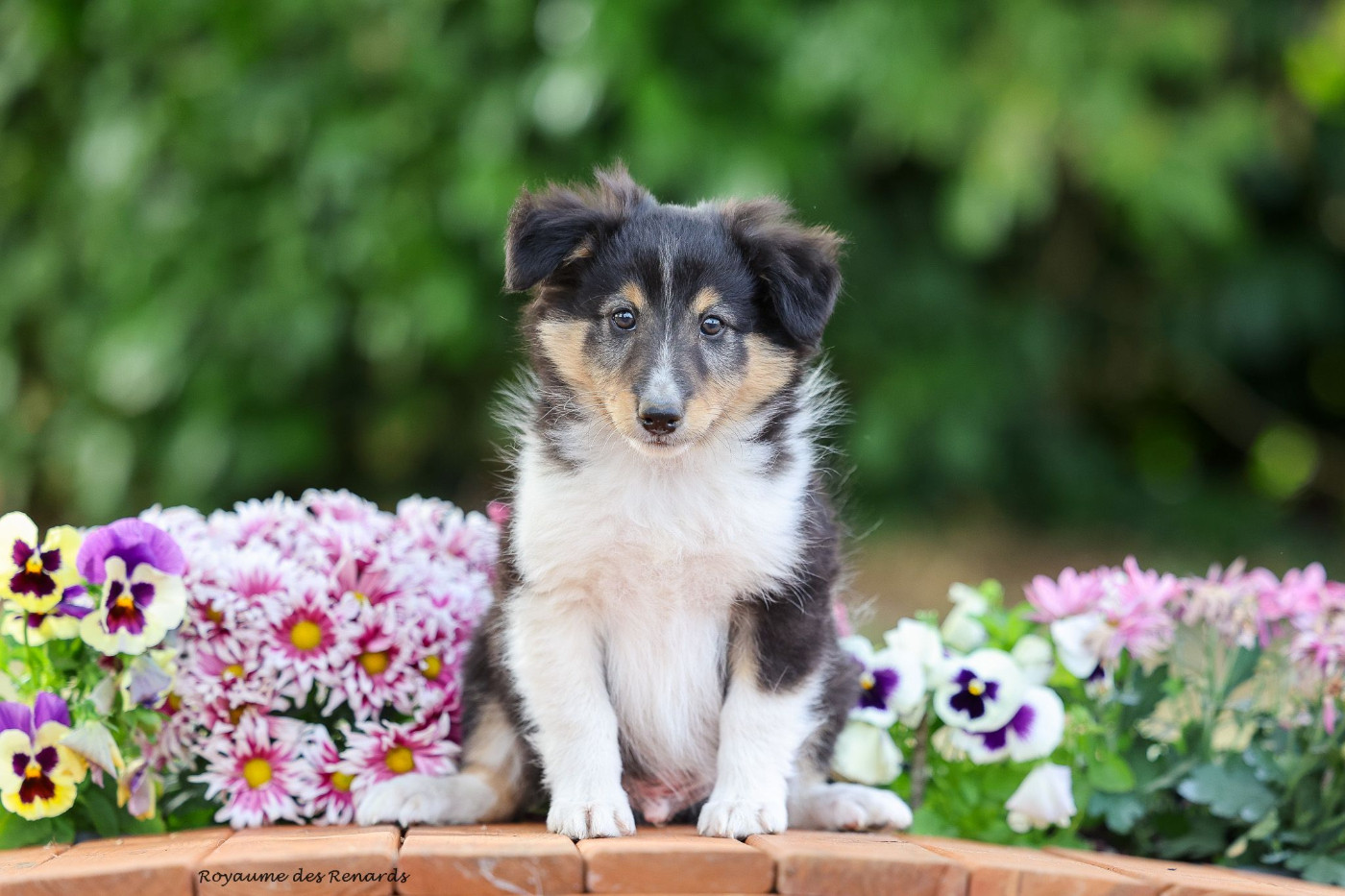 Du Royaume Des Renards - Chiots disponibles - Shetland Sheepdog