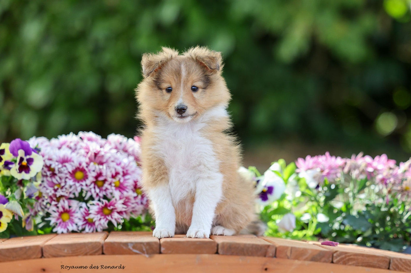Du Royaume Des Renards - Chiots disponibles - Shetland Sheepdog
