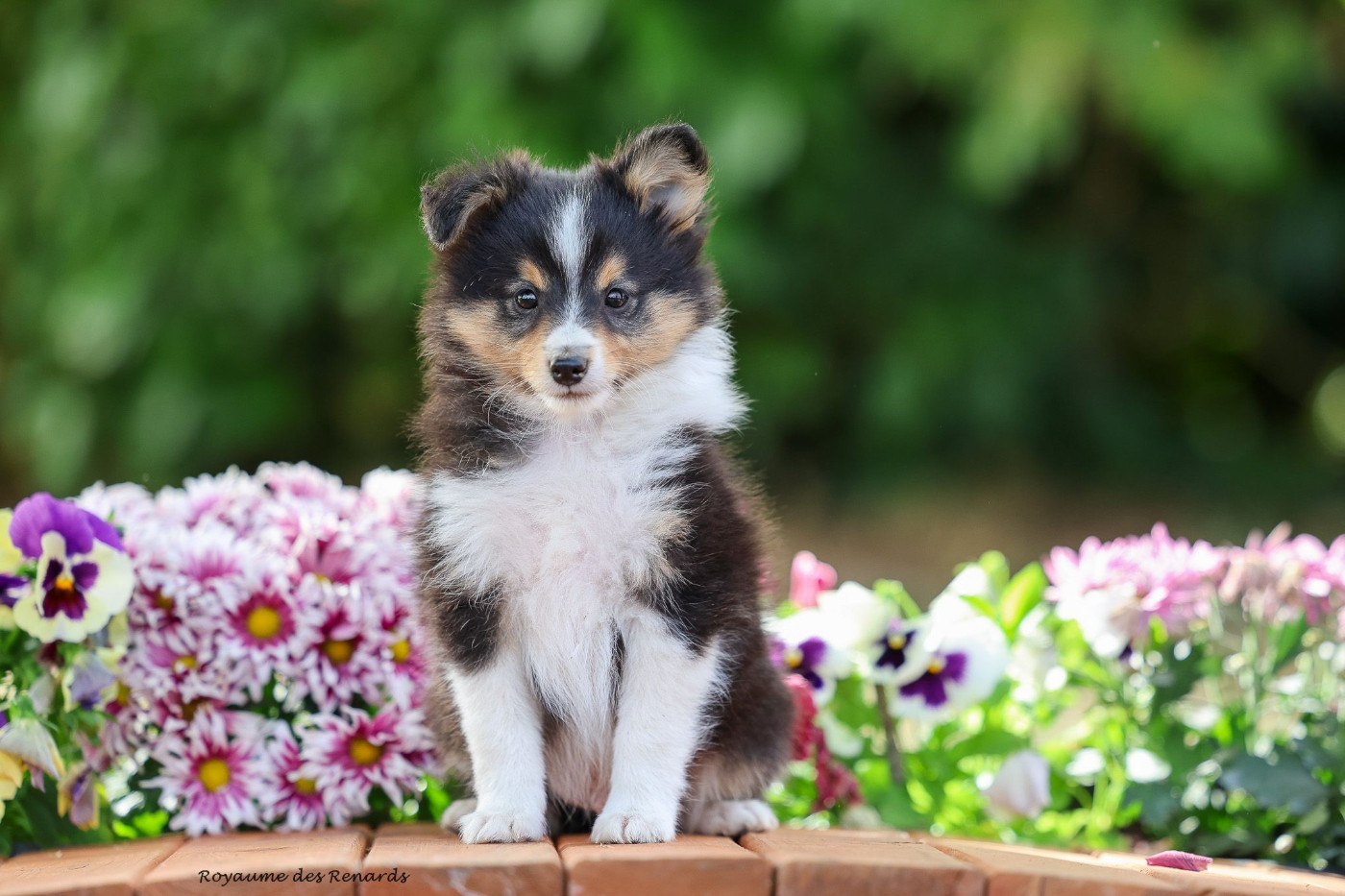 Du Royaume Des Renards - Chiots disponibles - Shetland Sheepdog