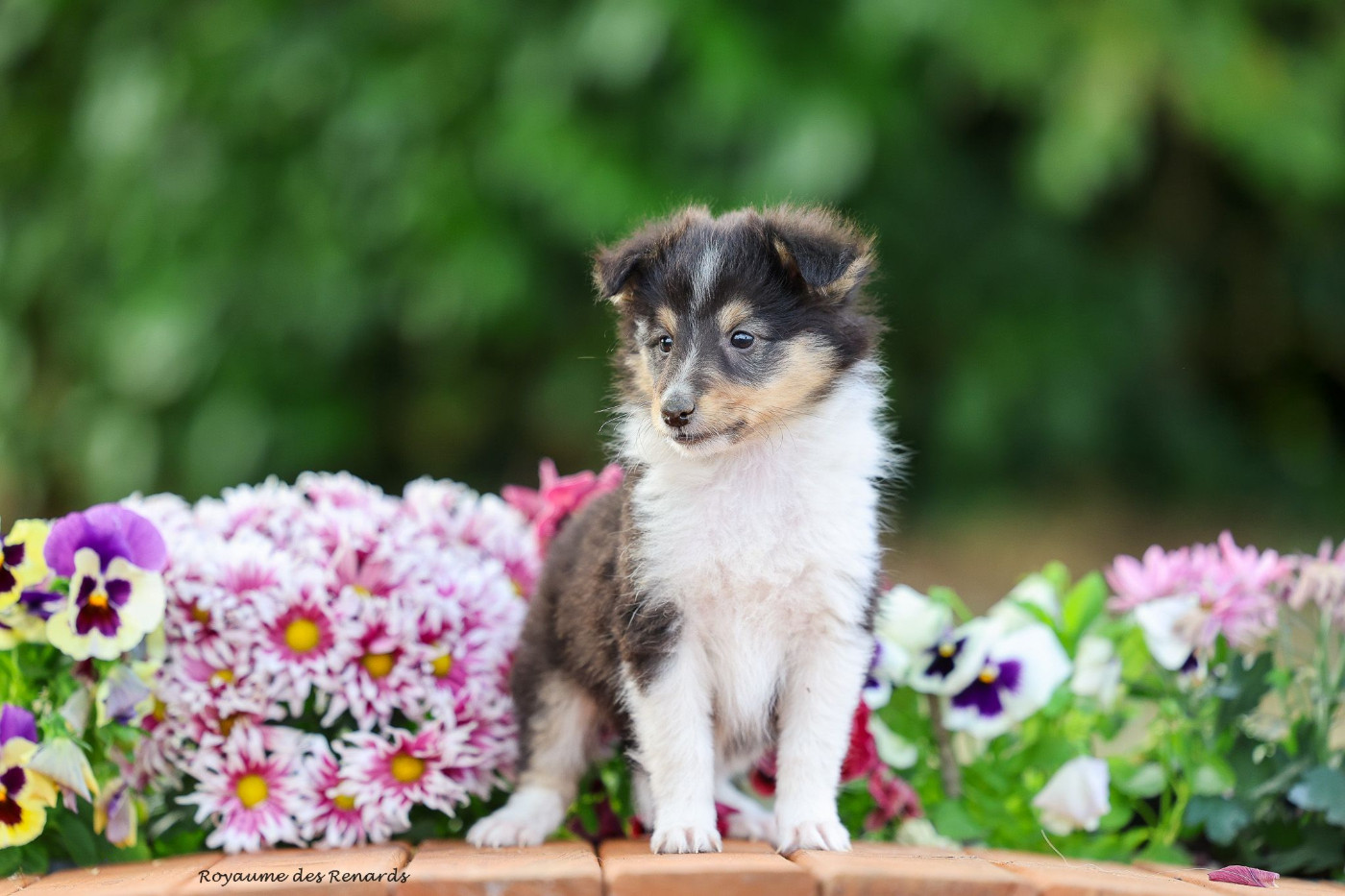Du Royaume Des Renards - Chiots disponibles - Shetland Sheepdog