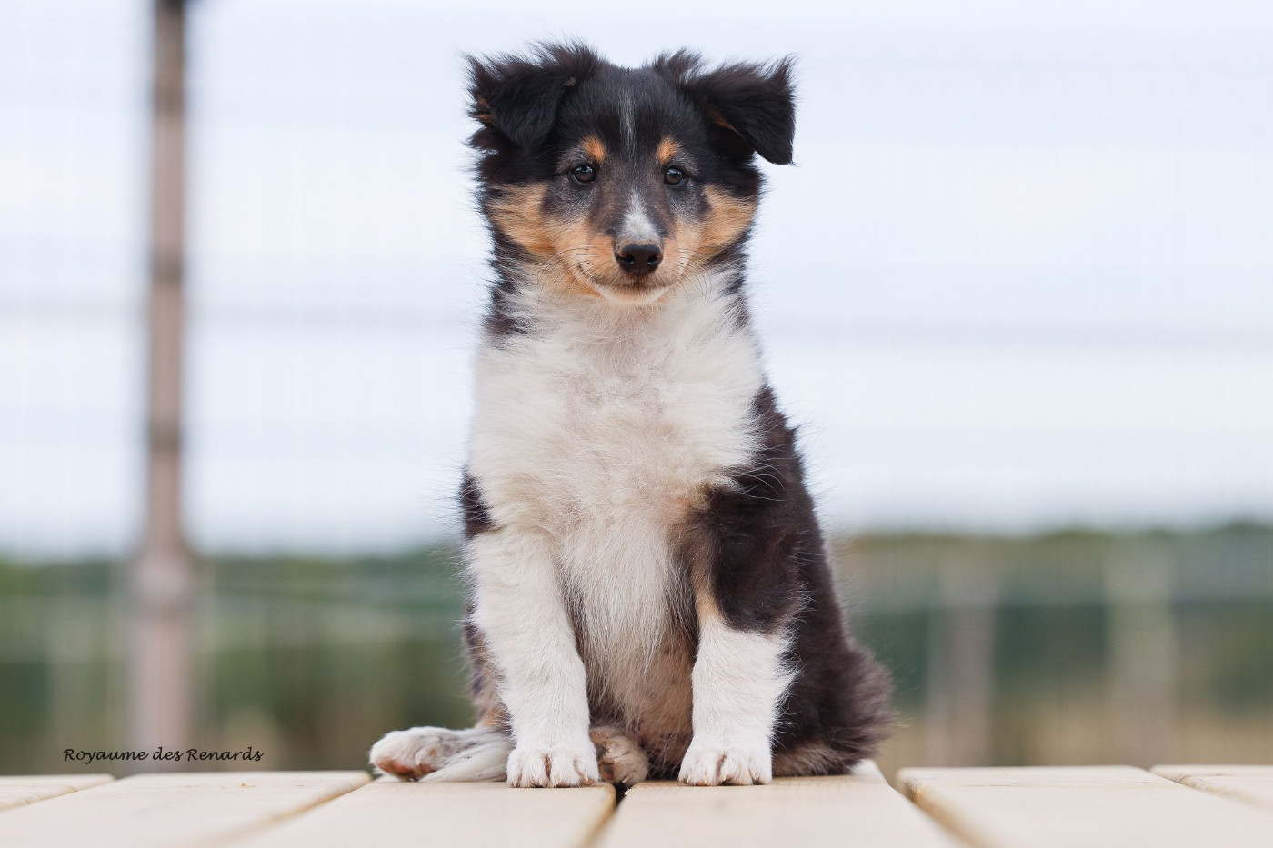 Du Royaume Des Renards - Chiots disponibles - Shetland Sheepdog