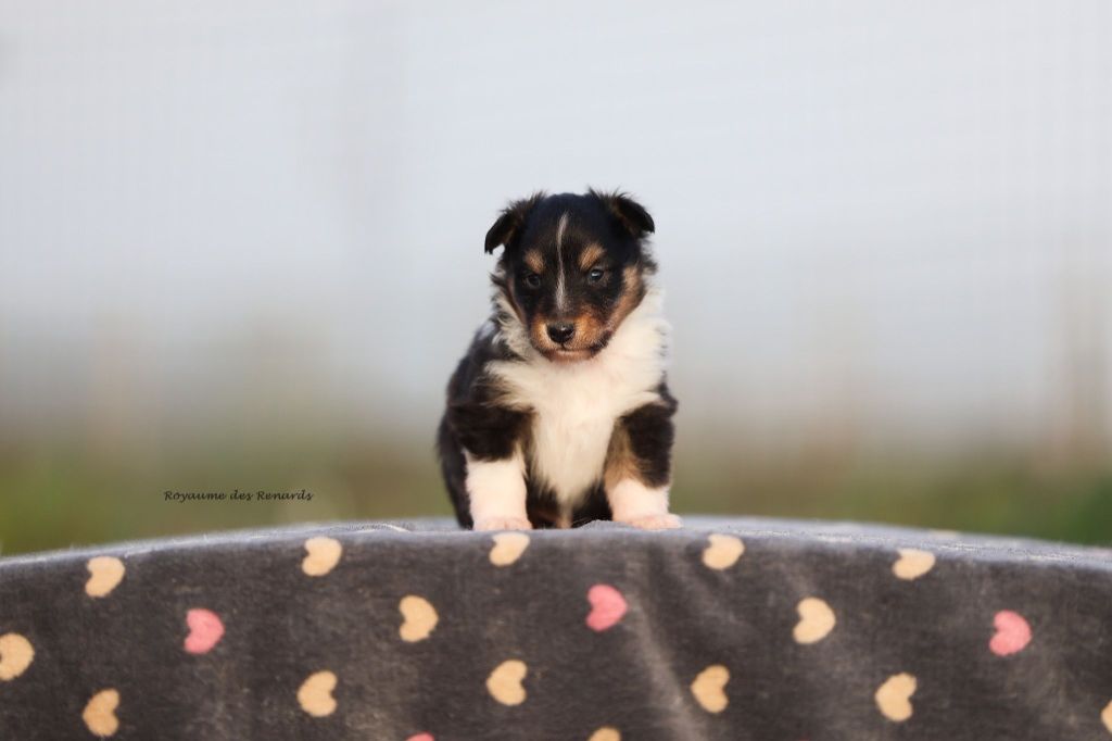 Du Royaume Des Renards - Chiots disponibles - Shetland Sheepdog